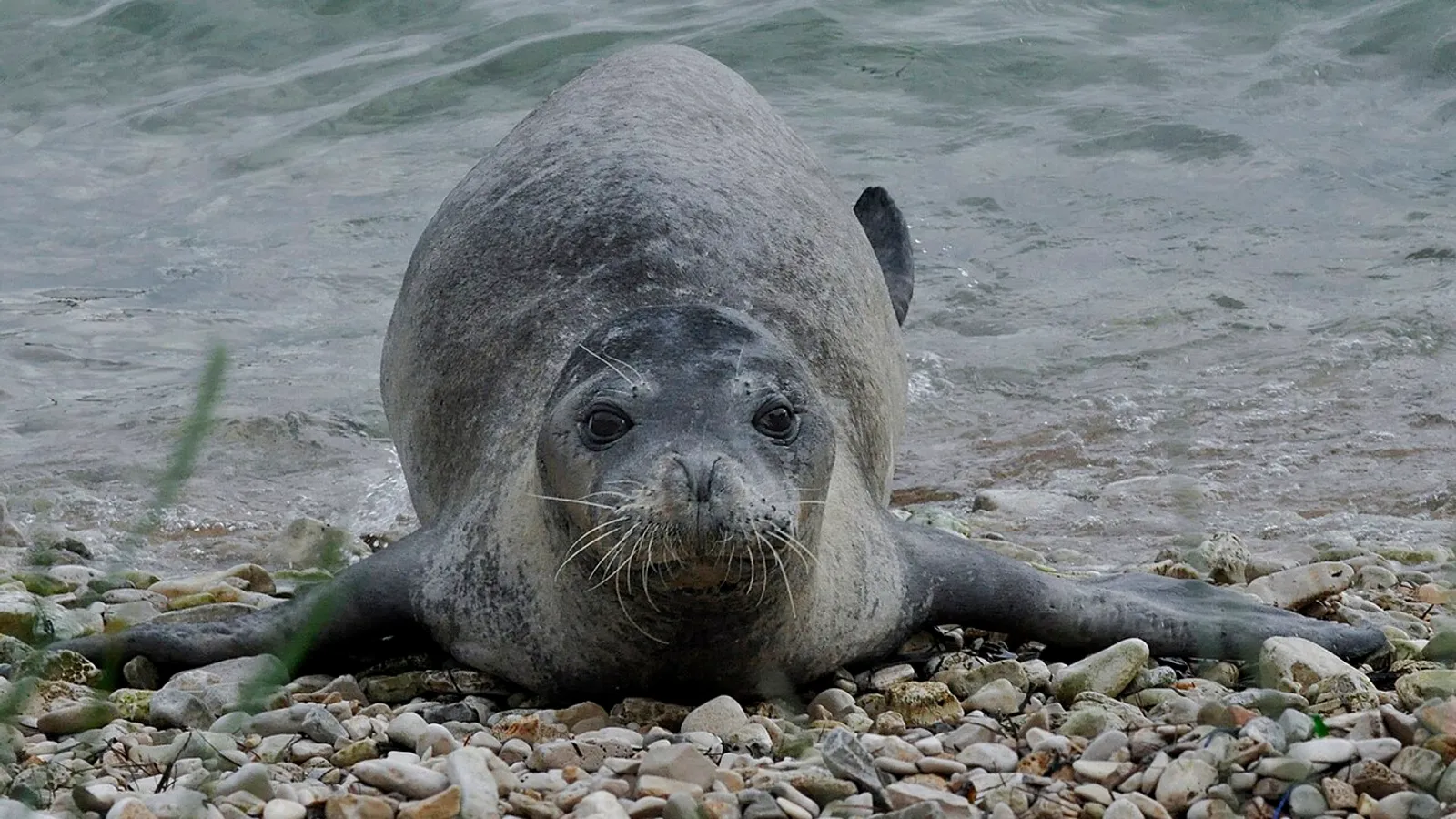 Foca monaca del Mediterraneo (Monachus monachus)