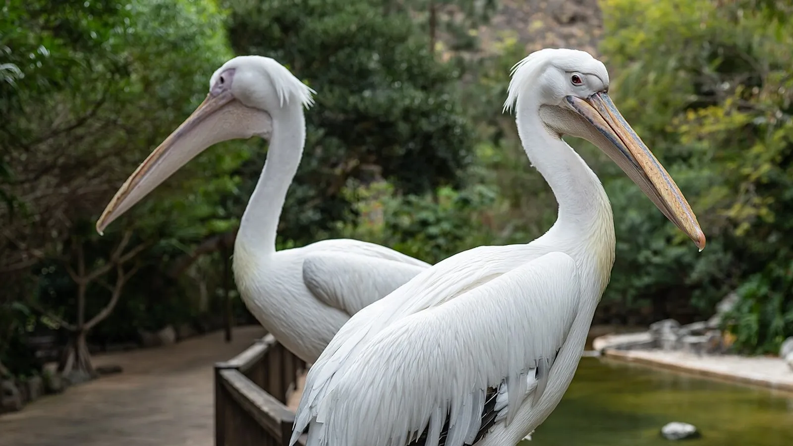 Pellicano bianco (Pelecanus onocrotalus)