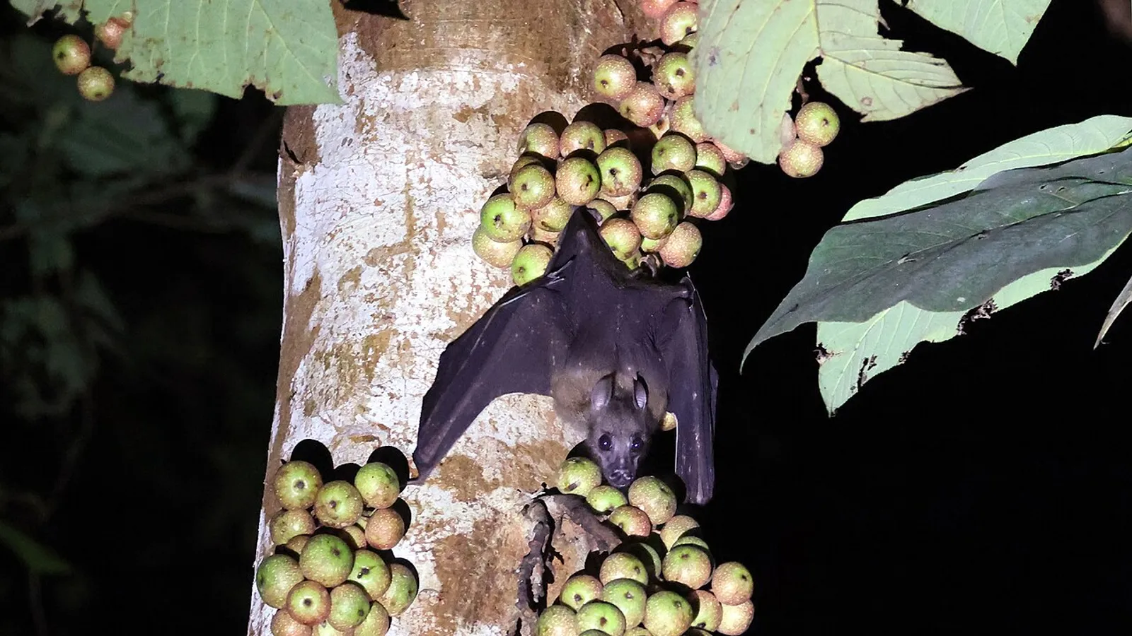 Bare-backed fruit bat (Dobsonia moluccensis)