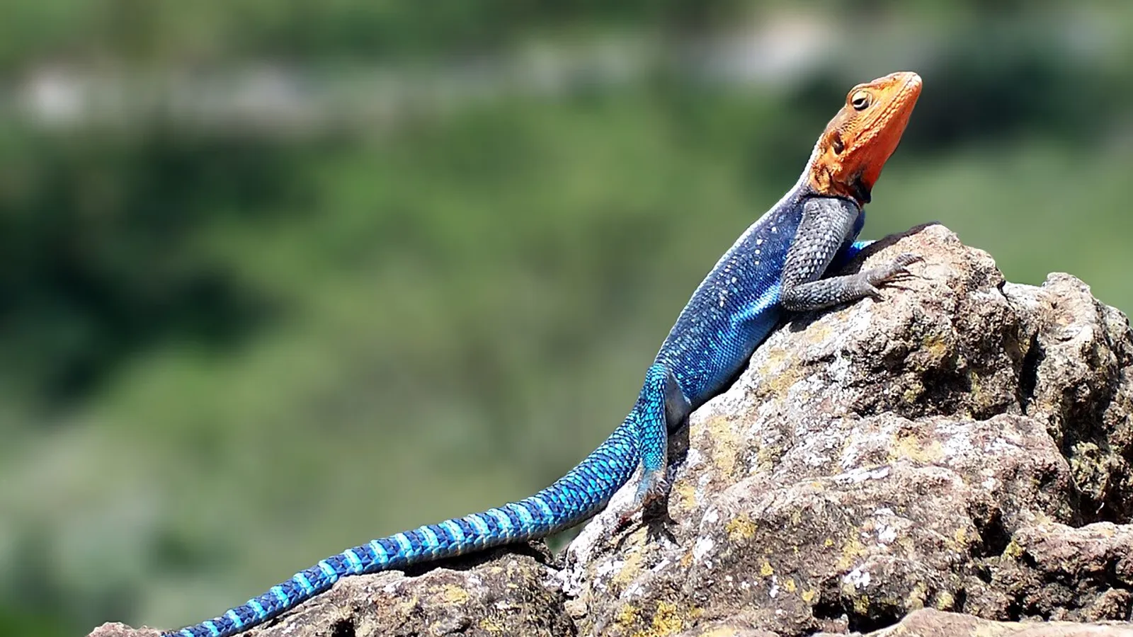 Agama comune (Agama agama)