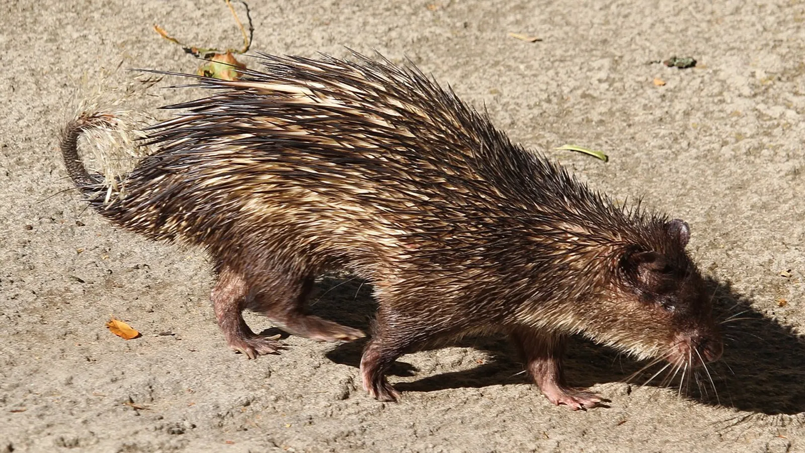 African brush-tailed porcupine (Atherurus africanus)