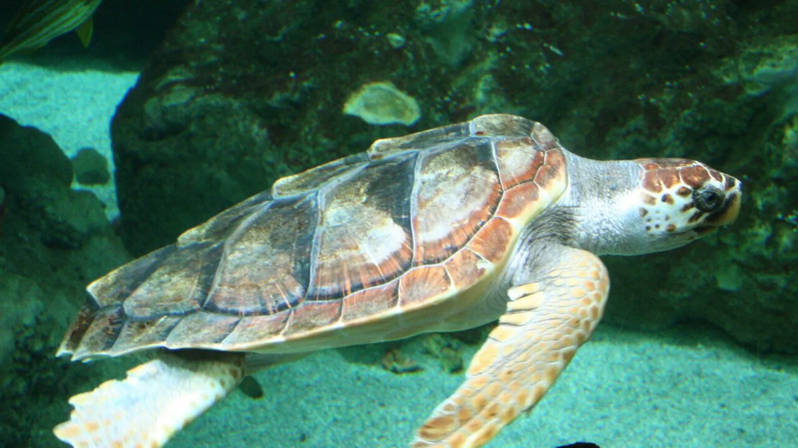 Tartaruga comune (Caretta caretta)