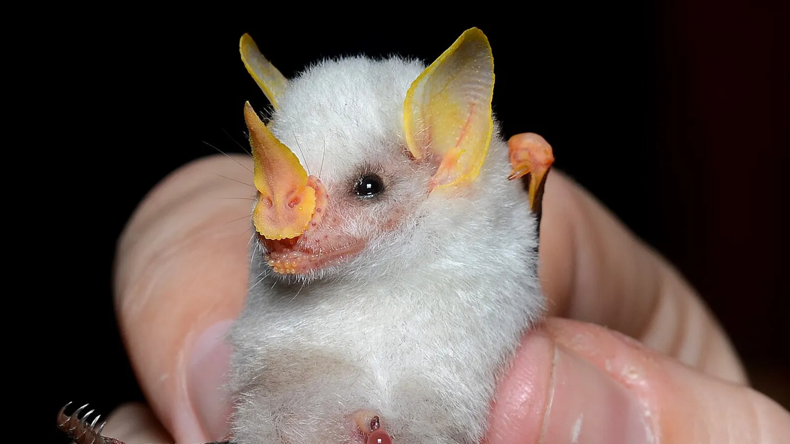 Pipistrello bianco dell’Honduras (Ectophylla alba)