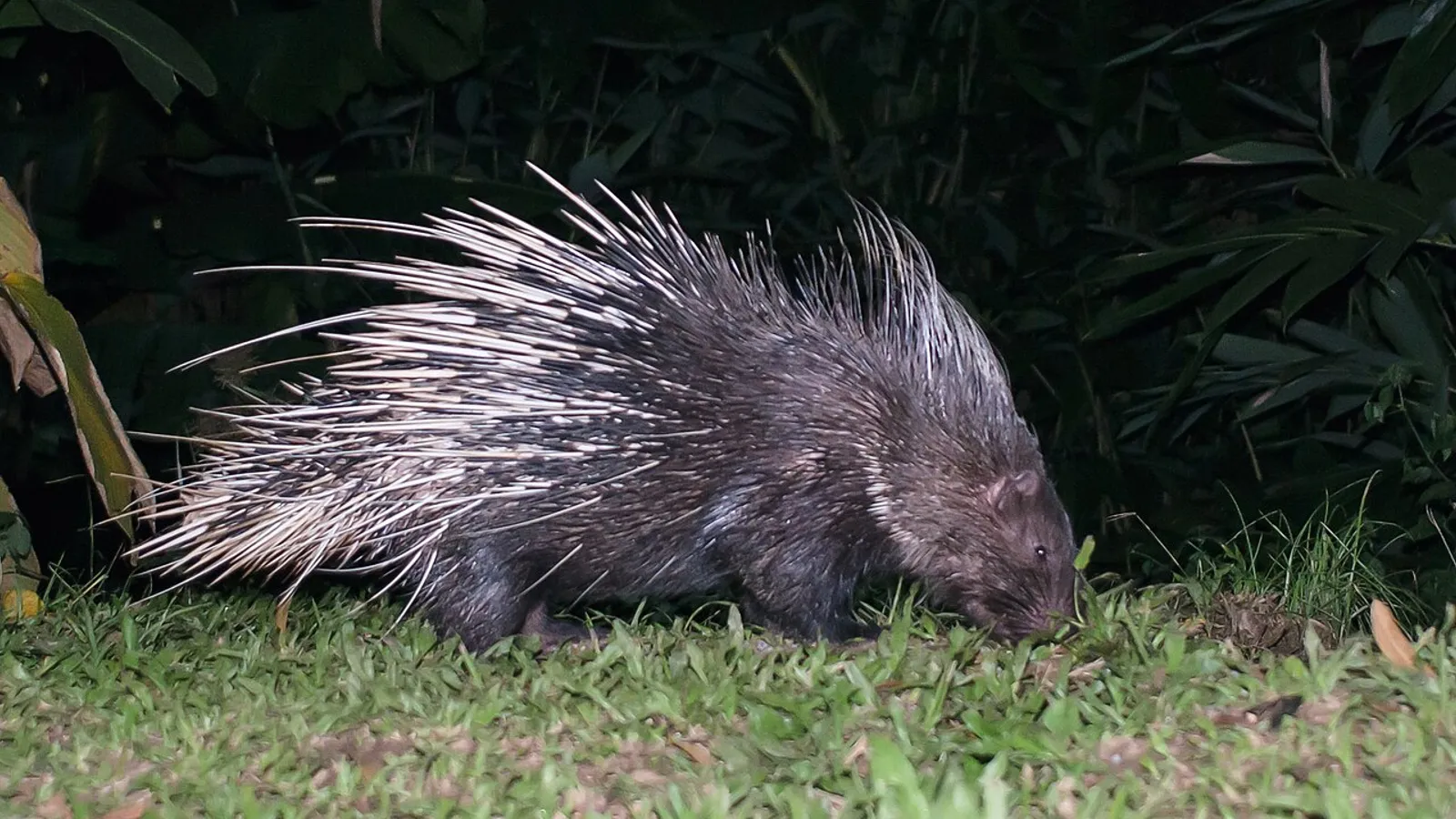 Malayan porcupine (Hystrix brachyura)