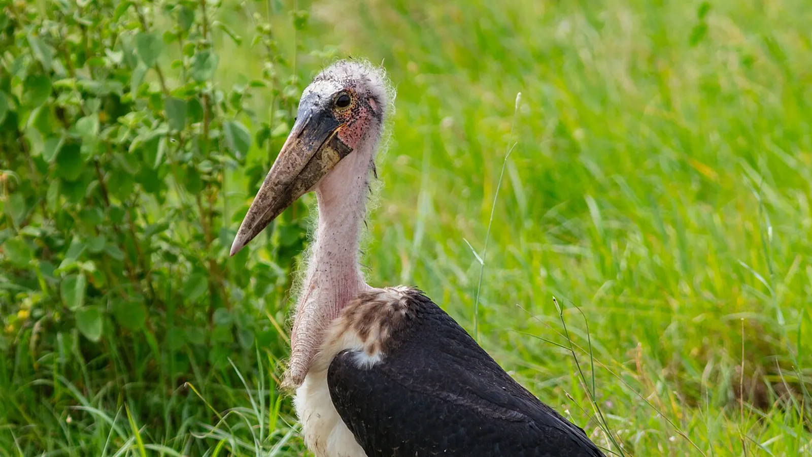 Marabou stork (Leptoptilos crumenifer)