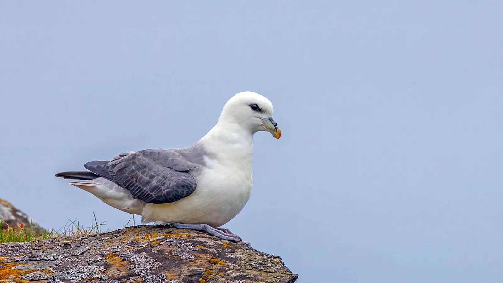 Fulmaro (Fulmarus glacialis)