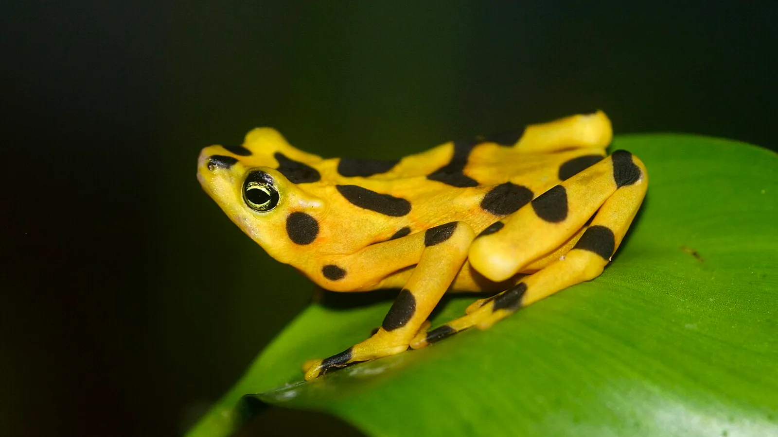 Rana arlecchino di Panama (Atelopus zeteki)