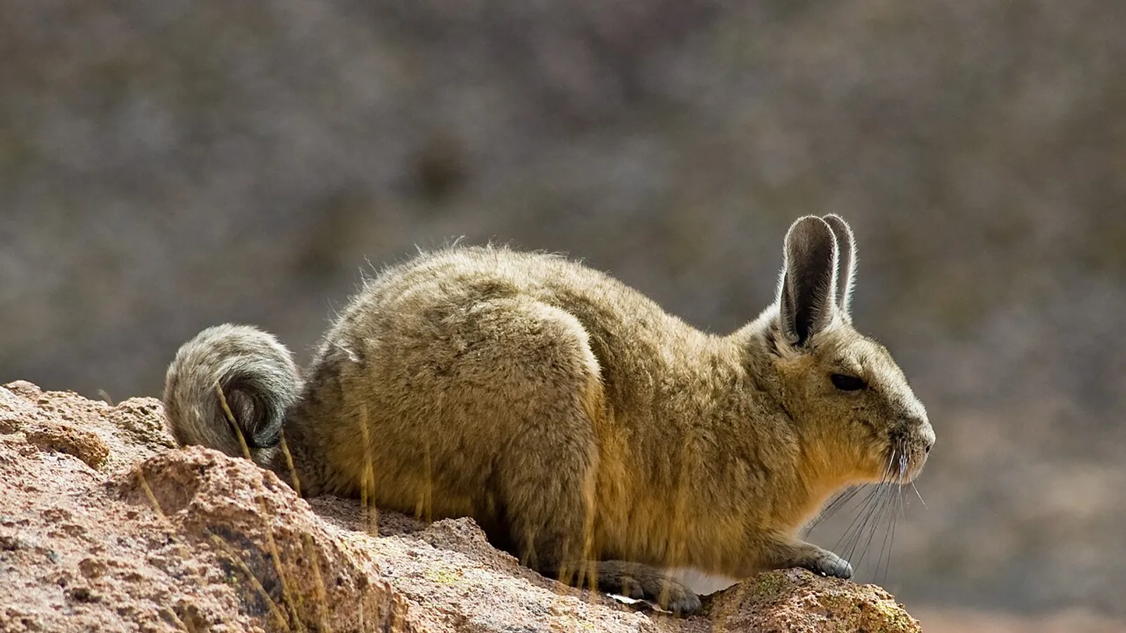 Viscaccia di montagna (Lagidium viscacia)