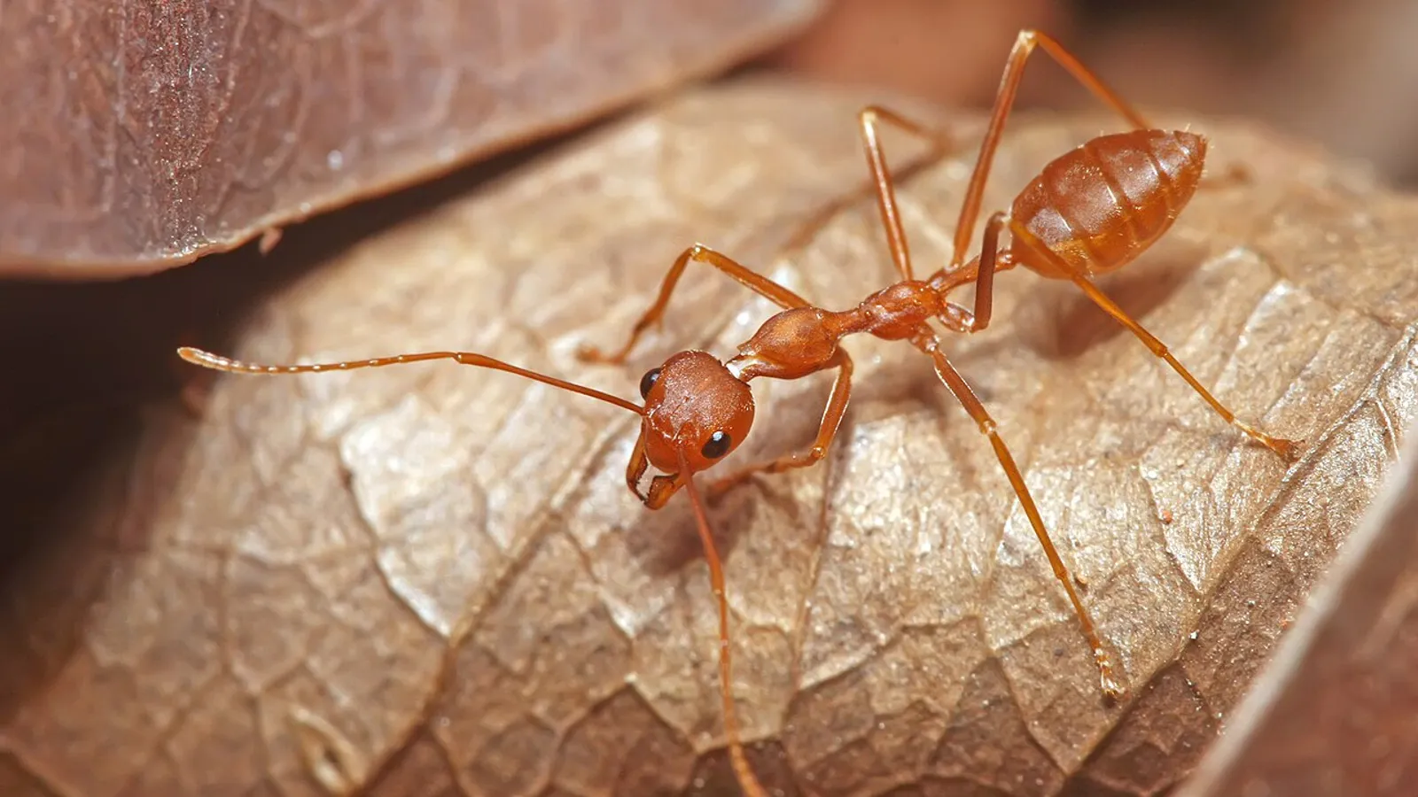 Weaver ant (Oecophylla smaragdina)