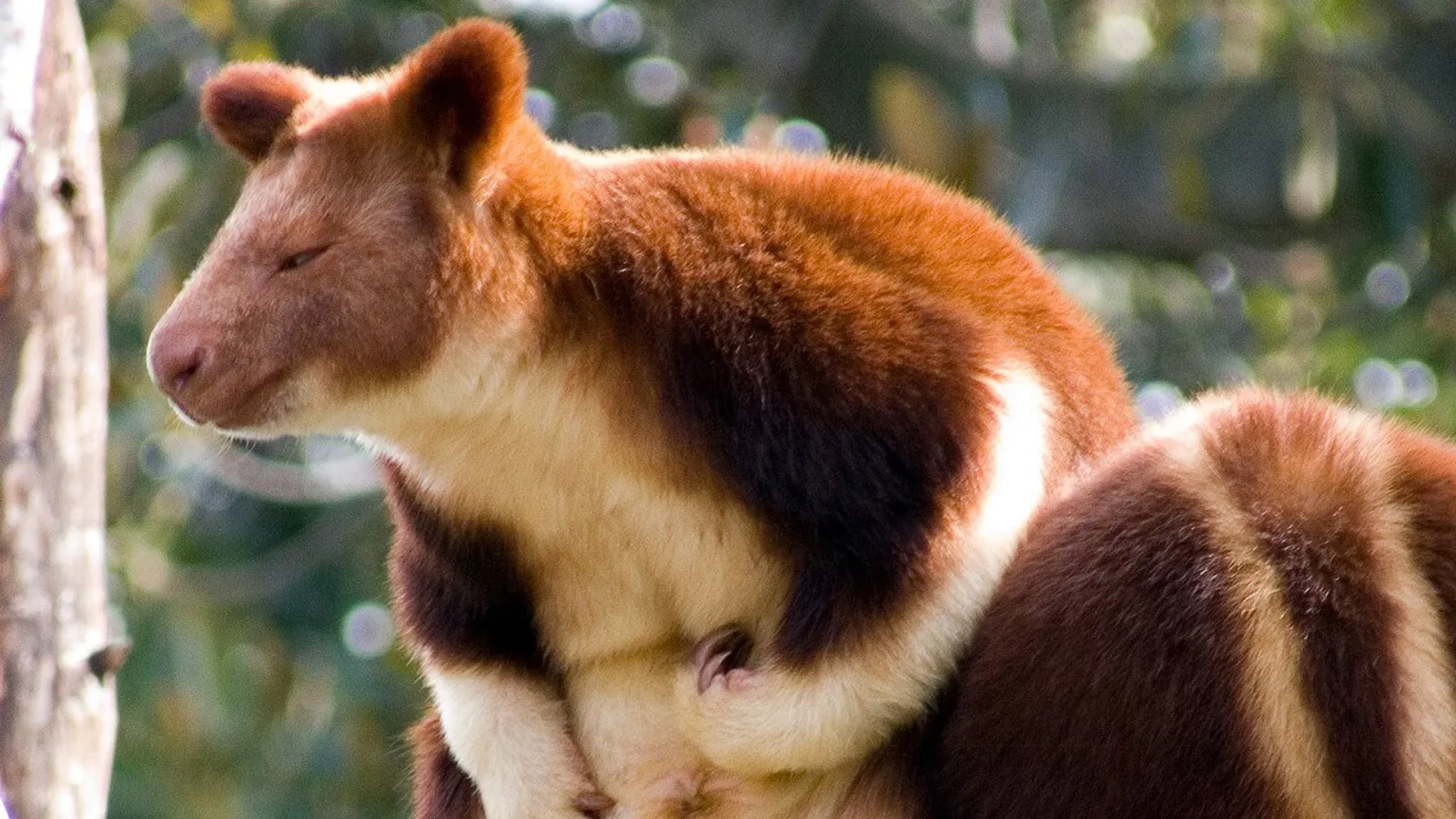Canguro arboricolo di Goodfellow (Dendrolagus goodfellowi)