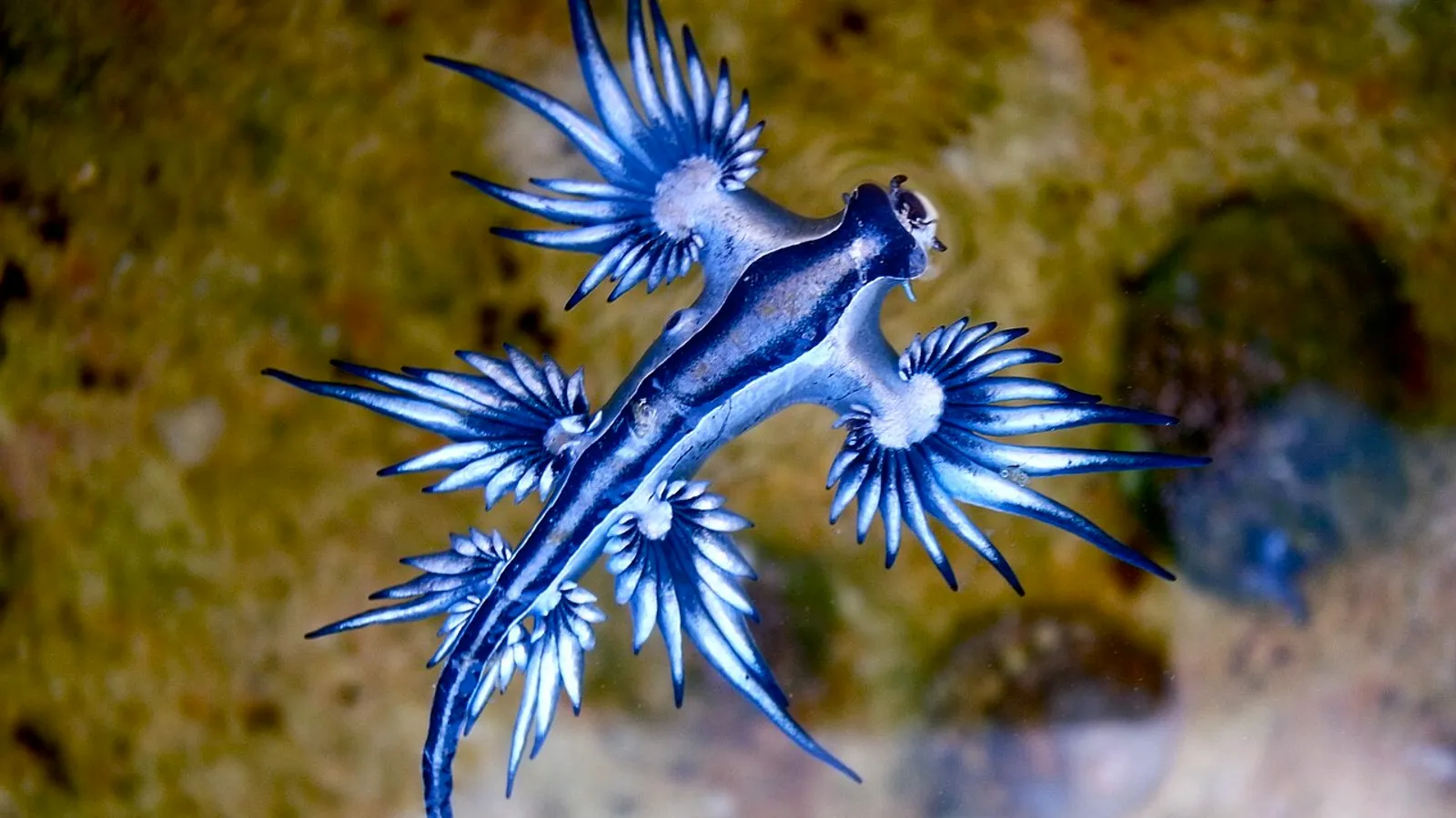 Drago blu (Glaucus atlanticus)