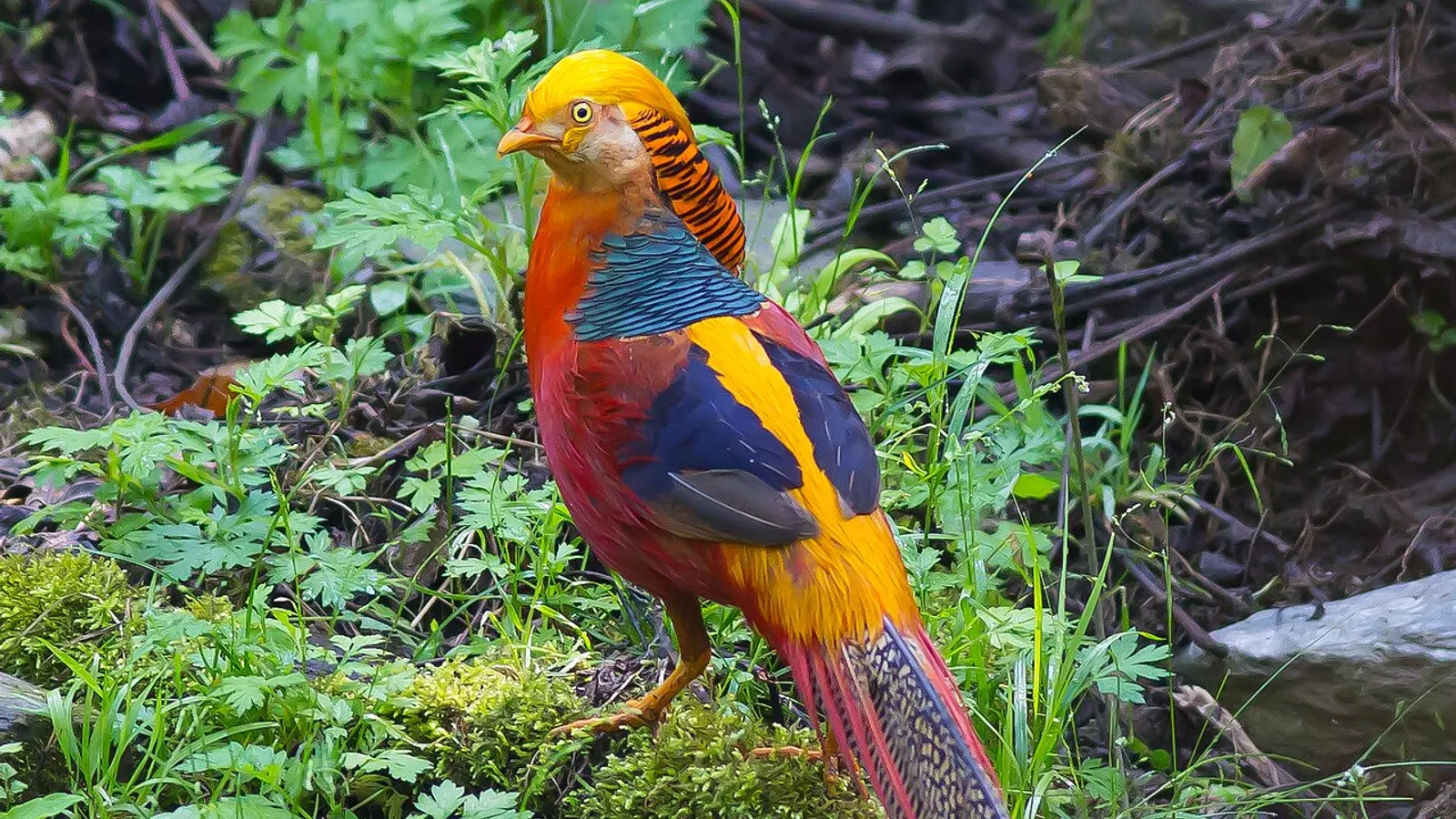 Fagiano dorato (Chrysolophus pictus)