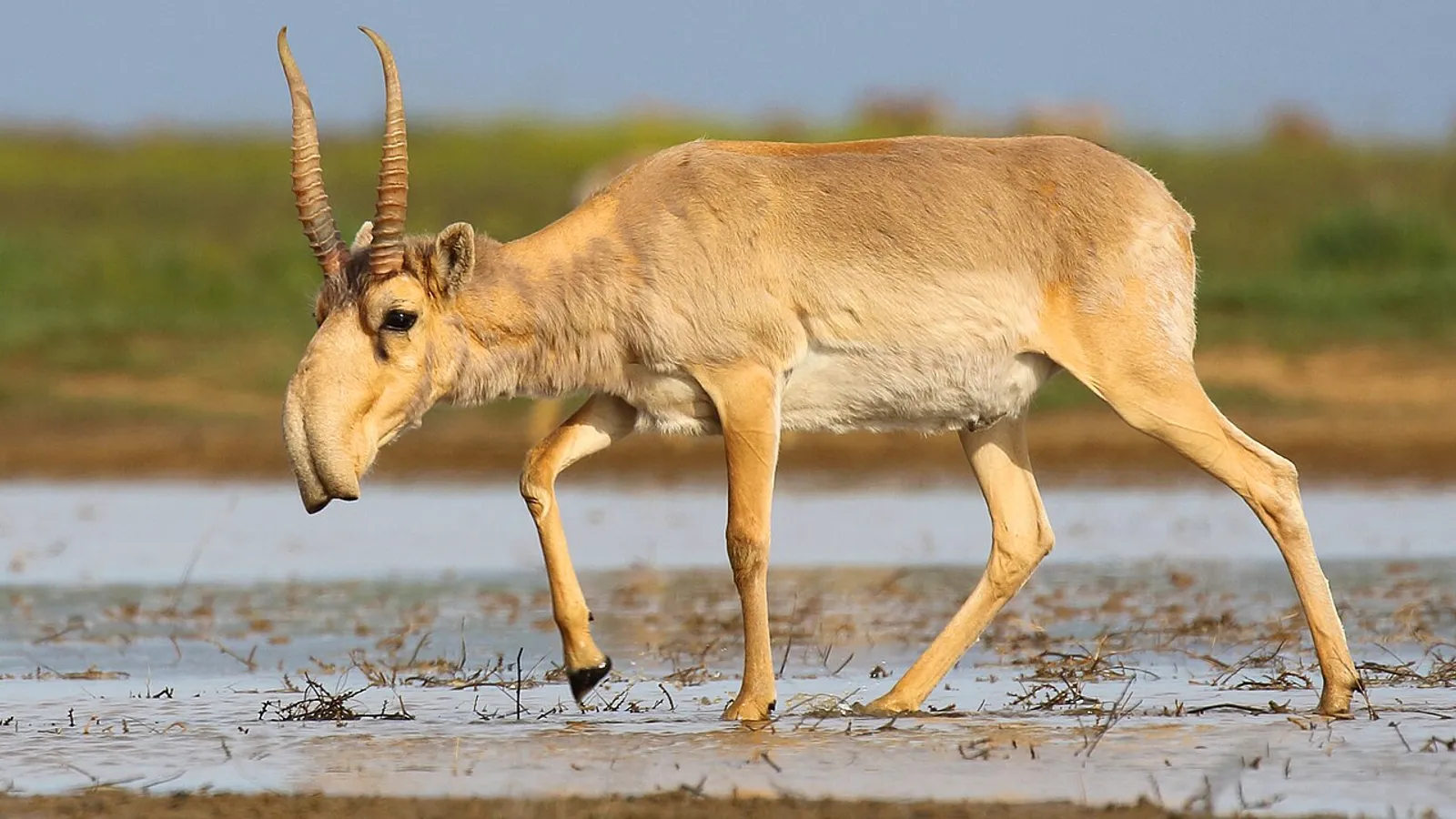 Saiga (Saiga tatarica)