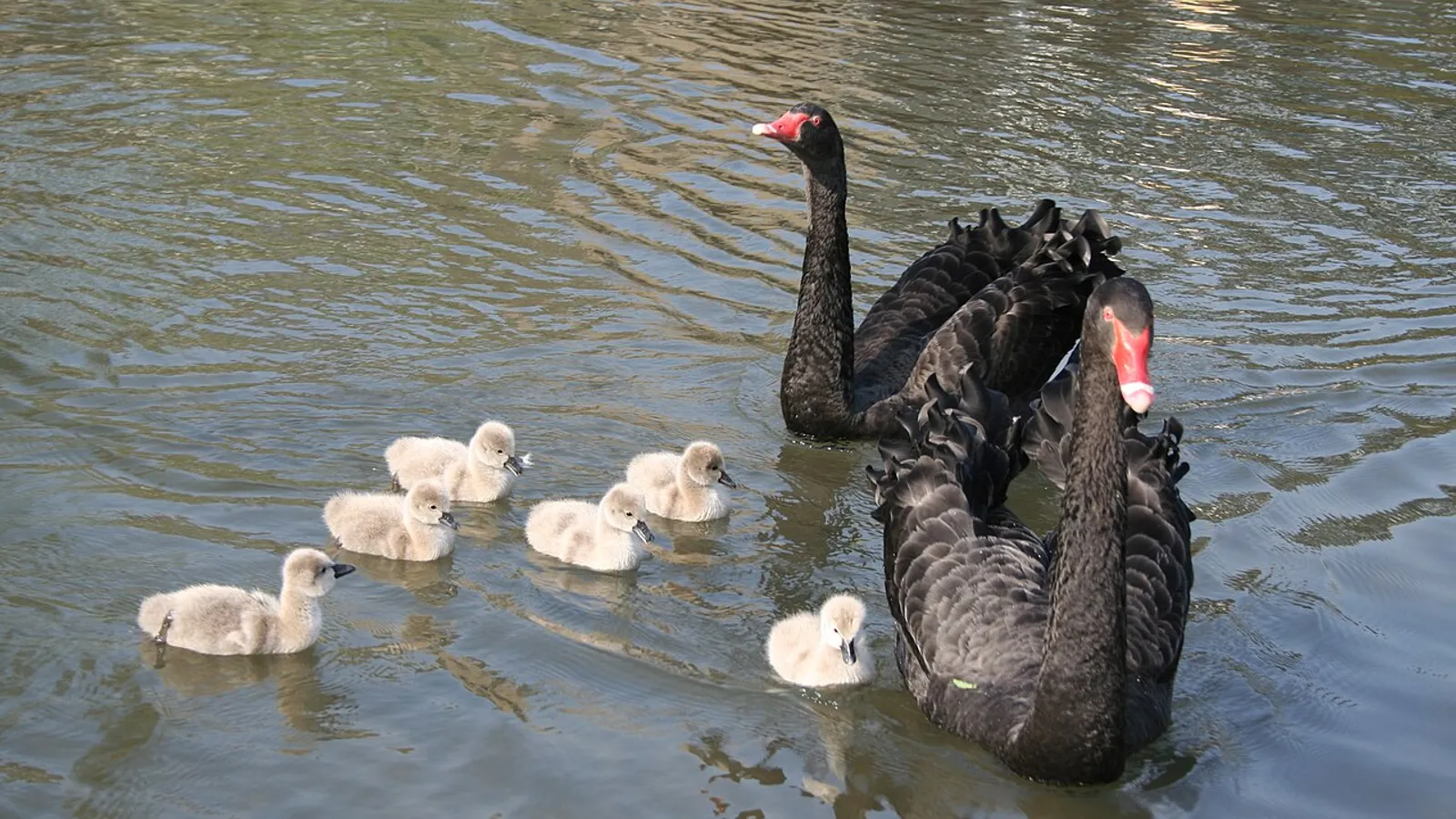 Cigno nero (Cygnus atratus)