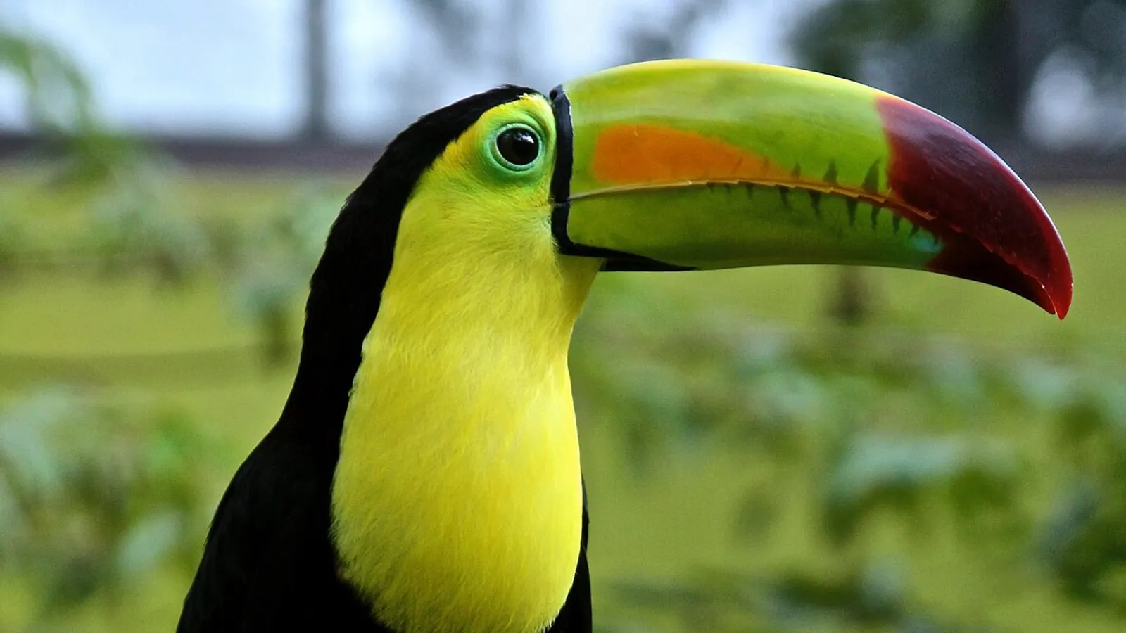 Keel-billed toucan (Ramphastos sulfuratus)