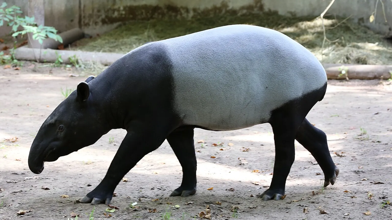 Tapiro malese (Tapirus indicus)