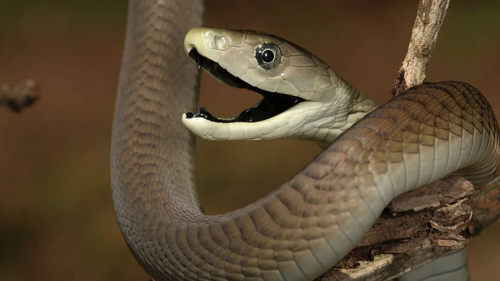 Mamba nero (Dendroaspis polylepis)