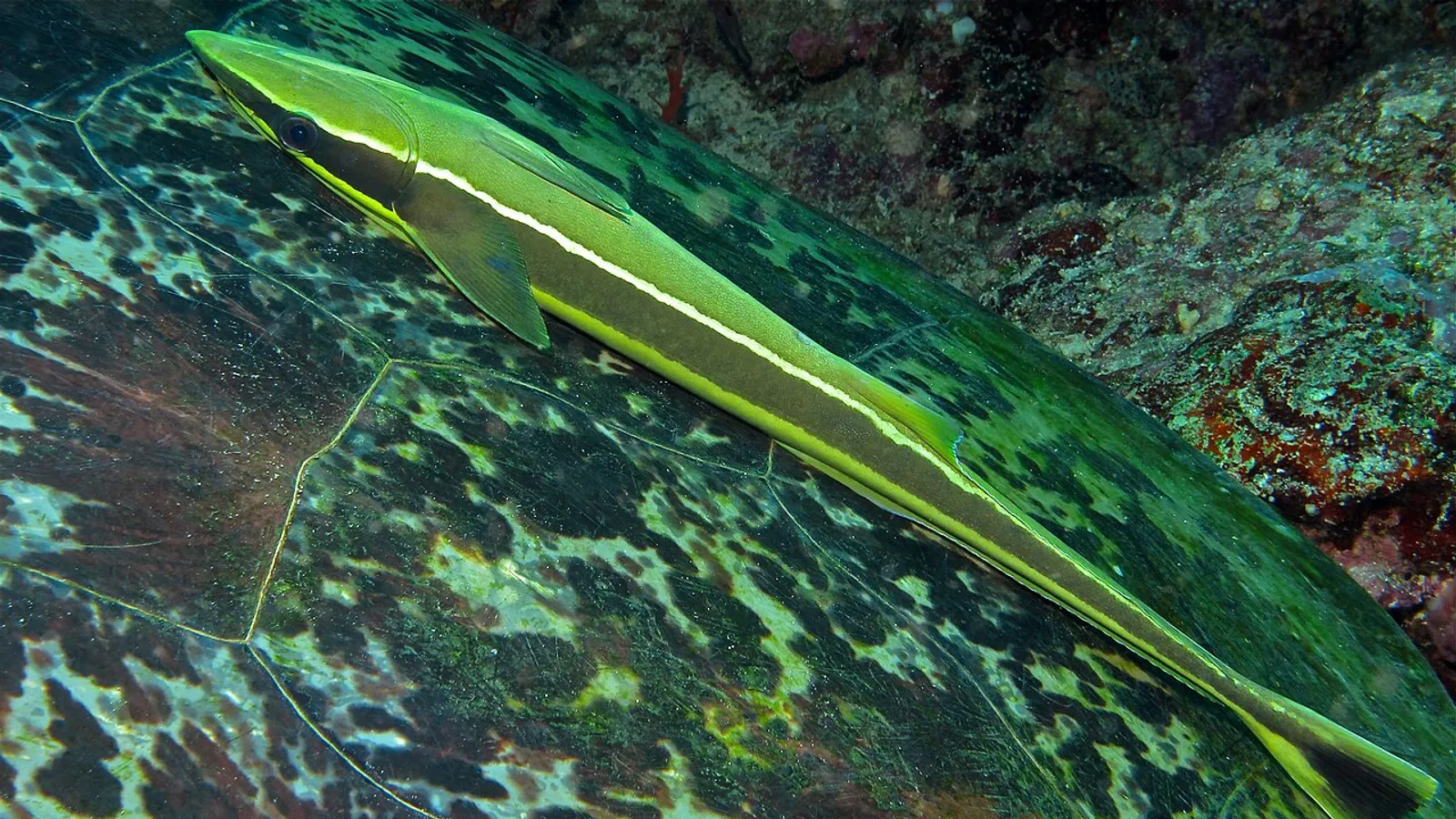Pesce remora (Echeneis naucrates)