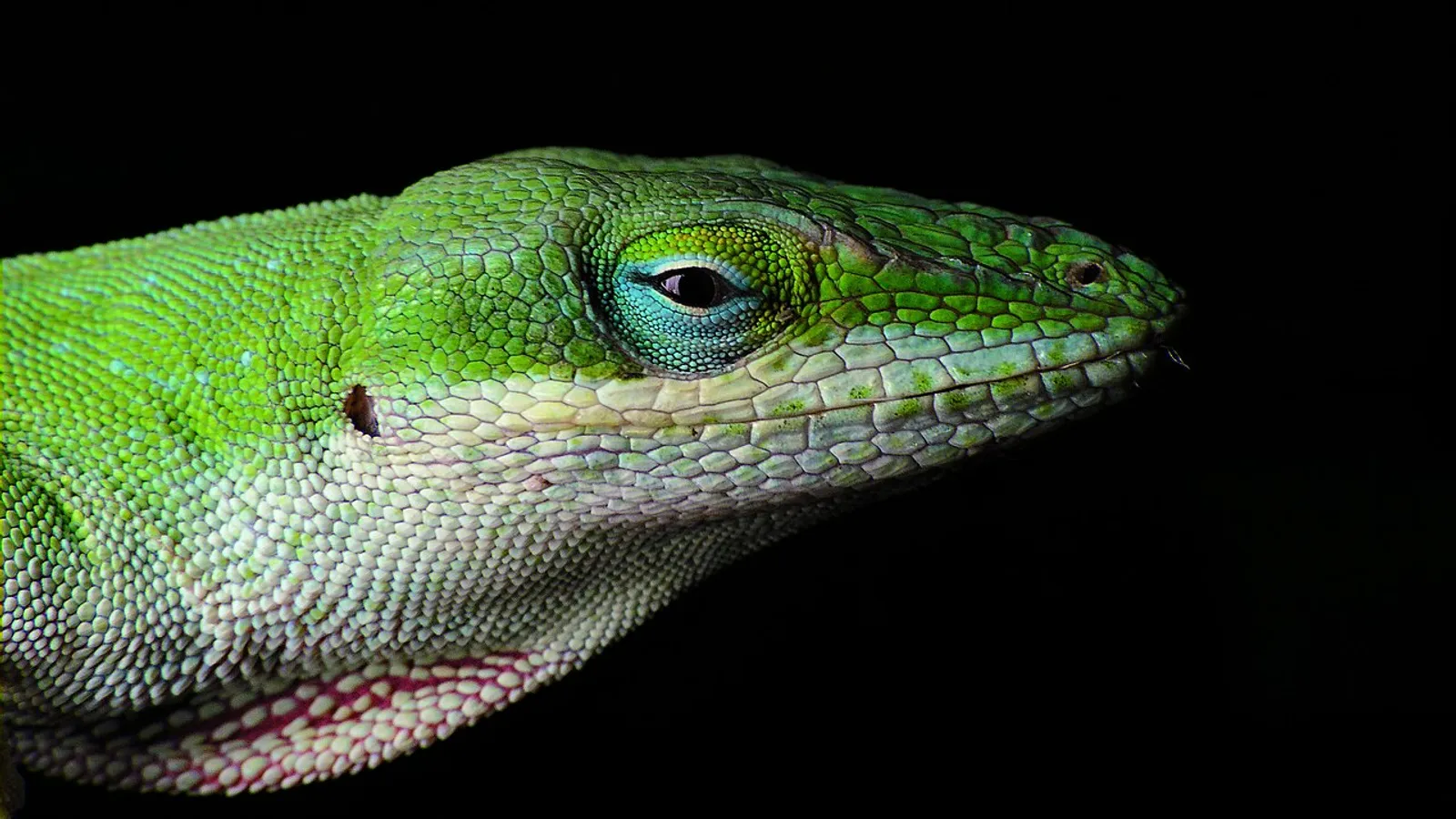 Lucertola anolide verde (Anolis carolinensis)