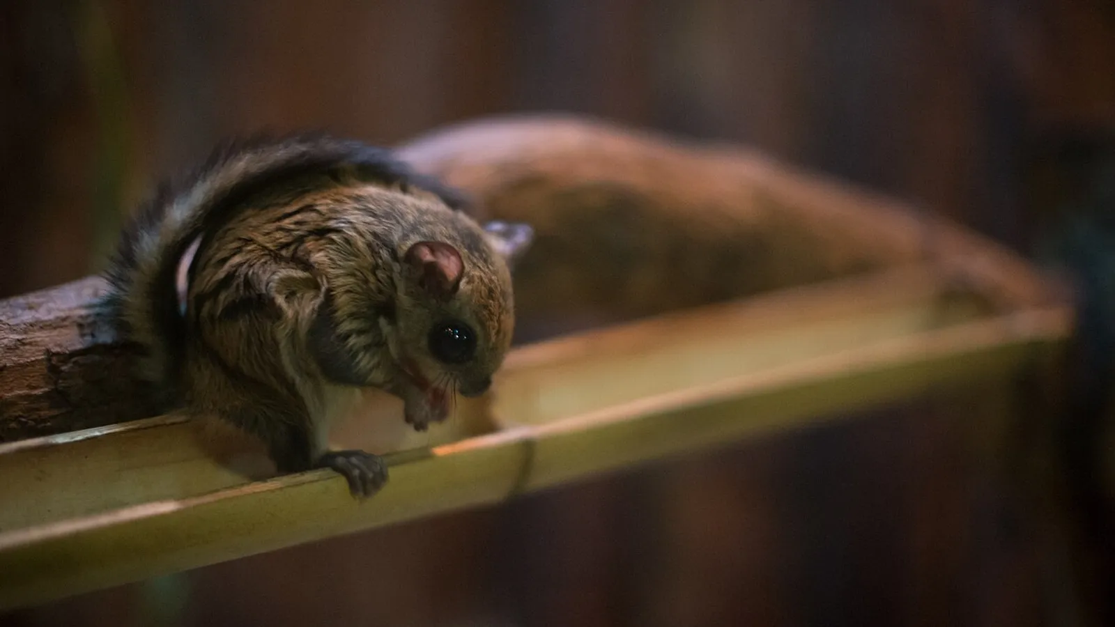 Scoiattolo volante giapponese (Pteromys momonga)