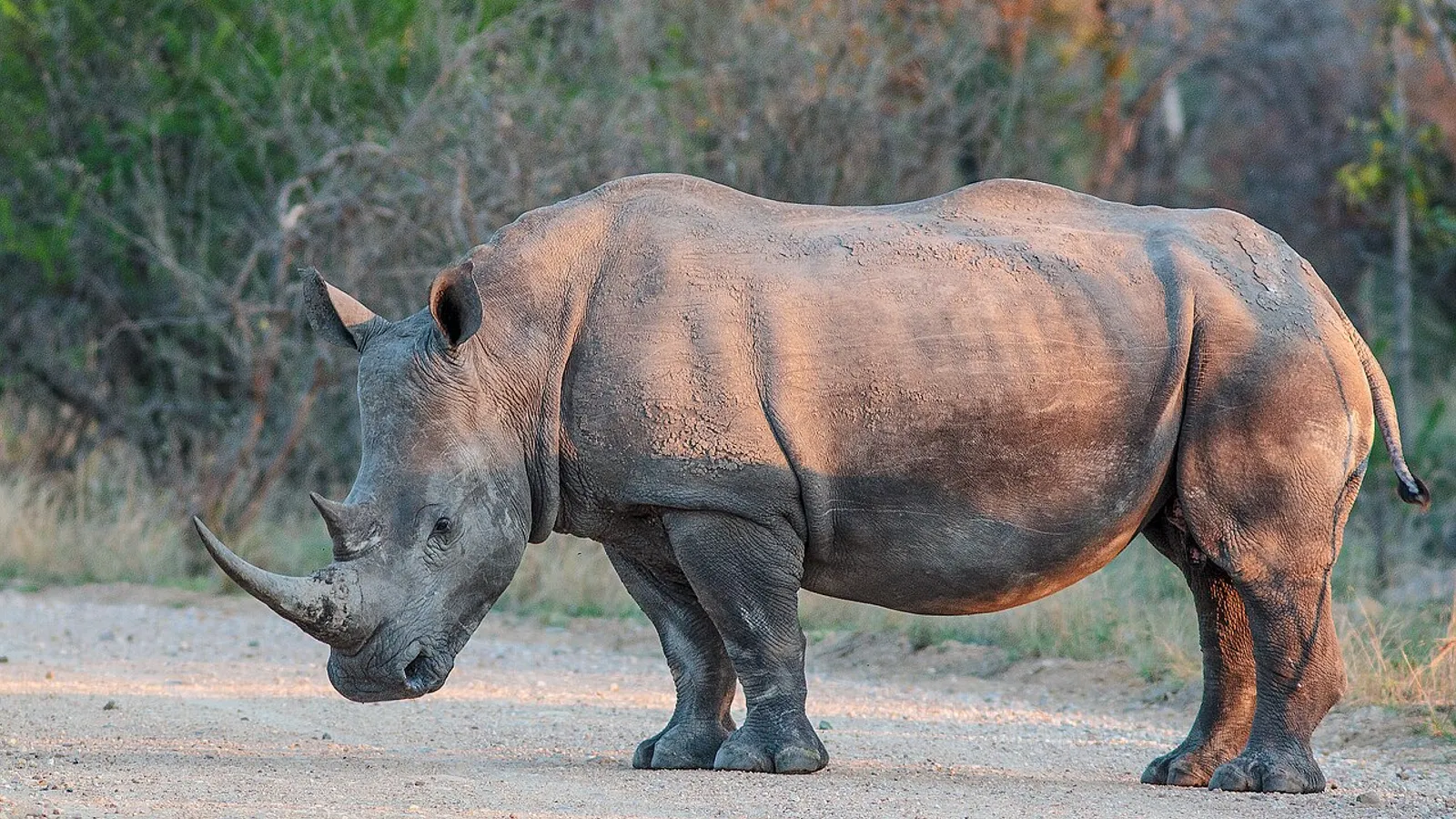 White rhinoceros (Ceratotherium simum)
