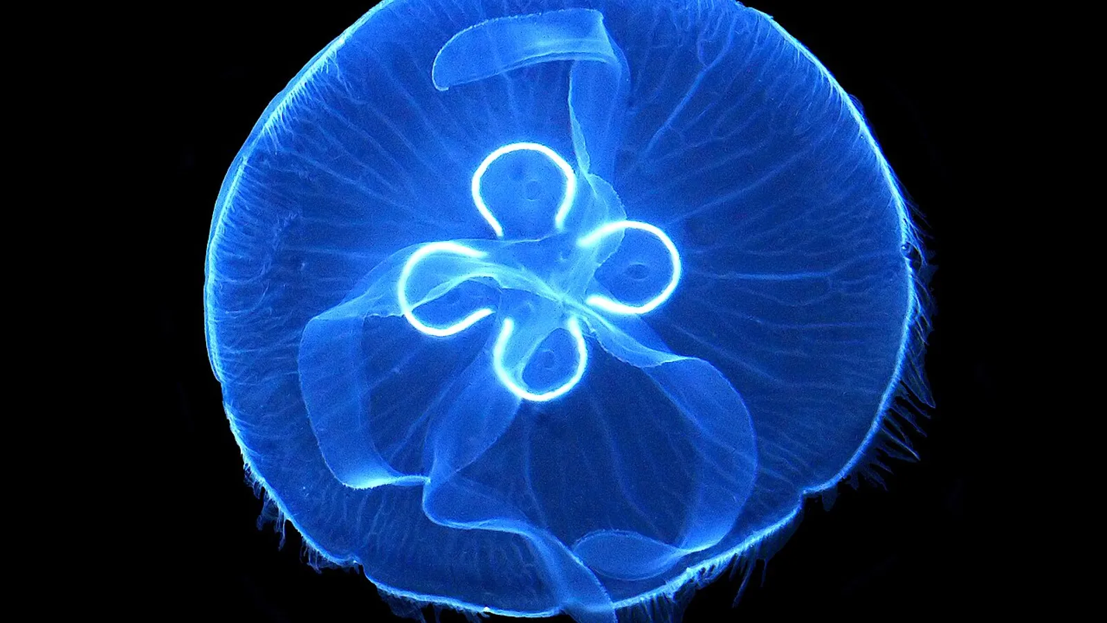 Medusa comune (Aurelia aurita)