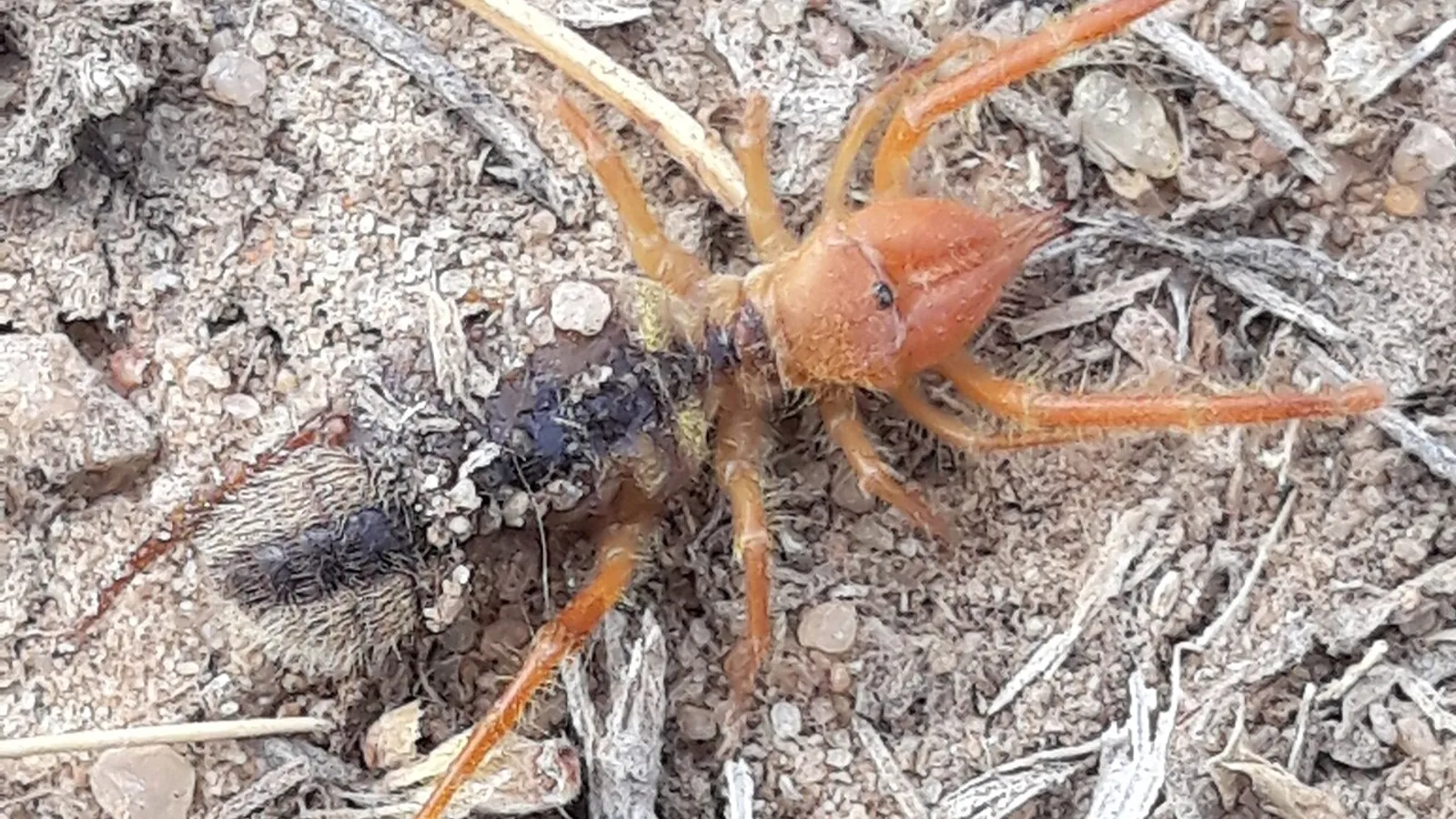 Solifugo (Galeodes arabs)