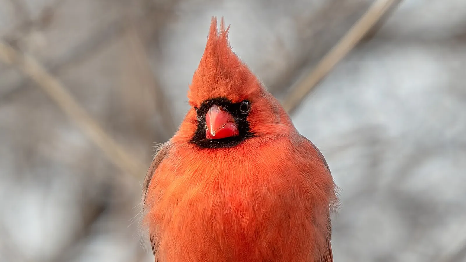 Cardinale rosso (Cardinalis cardinalis)
