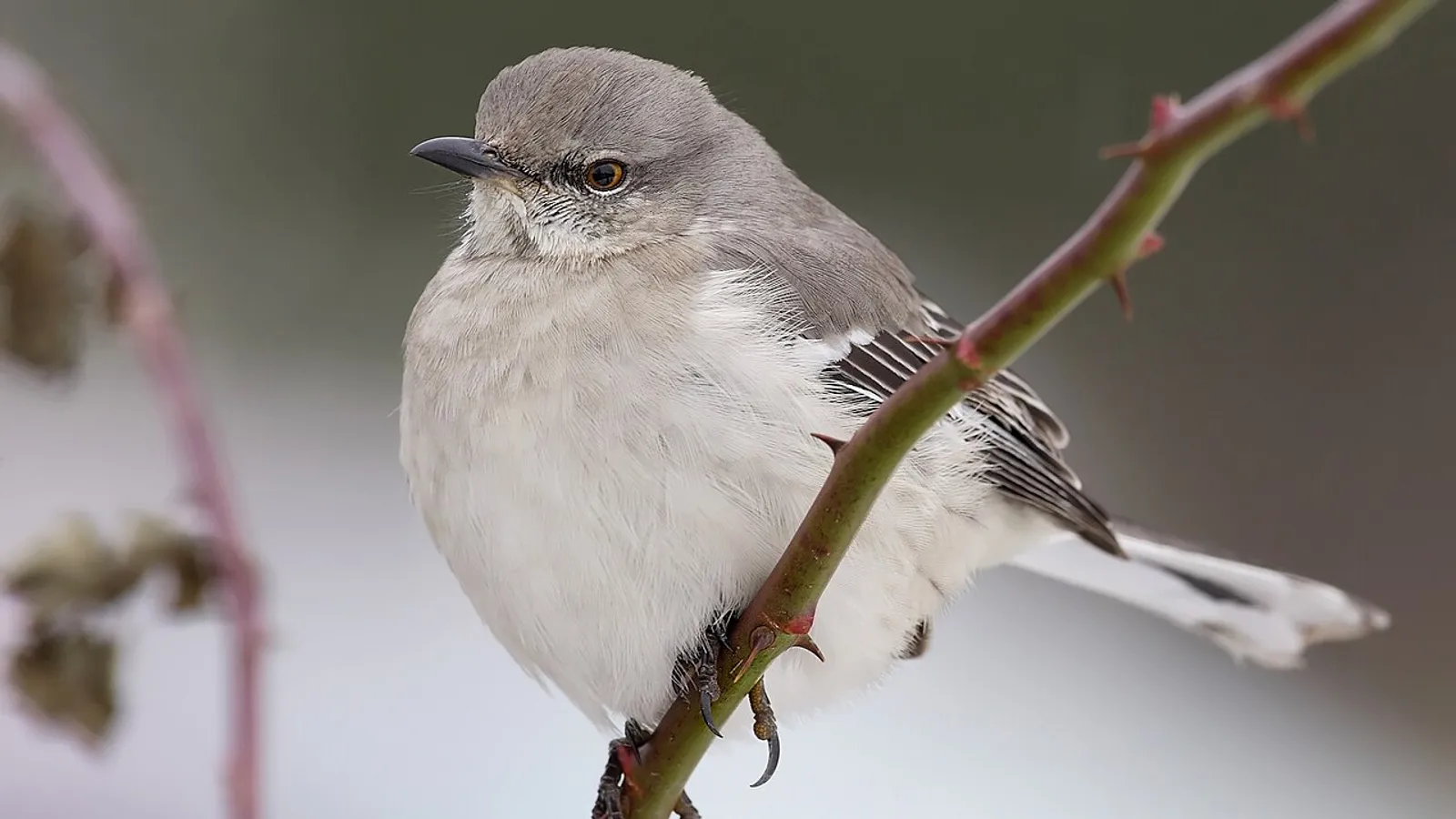 Northern mockingbird (Mimus polyglottos)