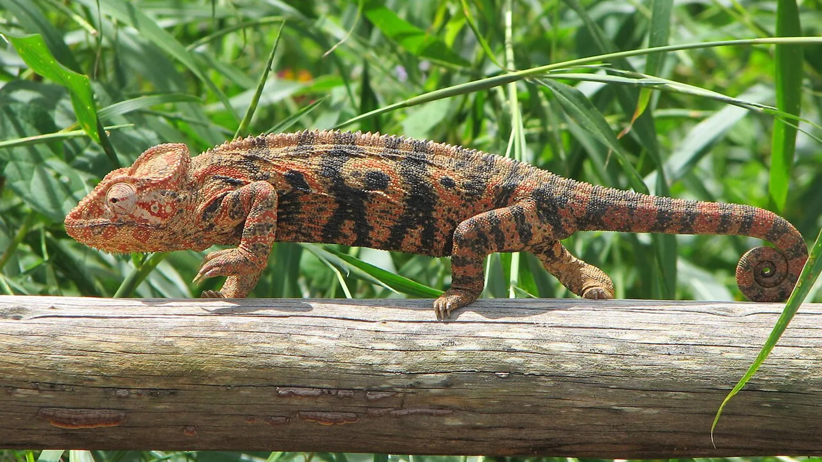 Camaleonte di Oustalet (Furcifer oustaleti)