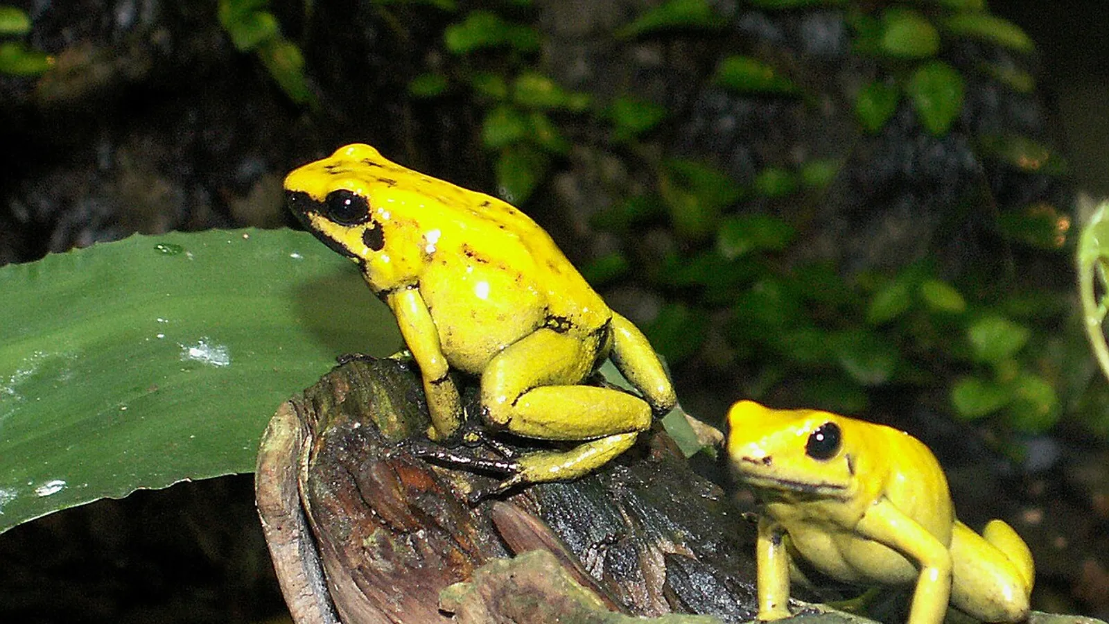 Rana freccia dorata (Phyllobates terribilis)