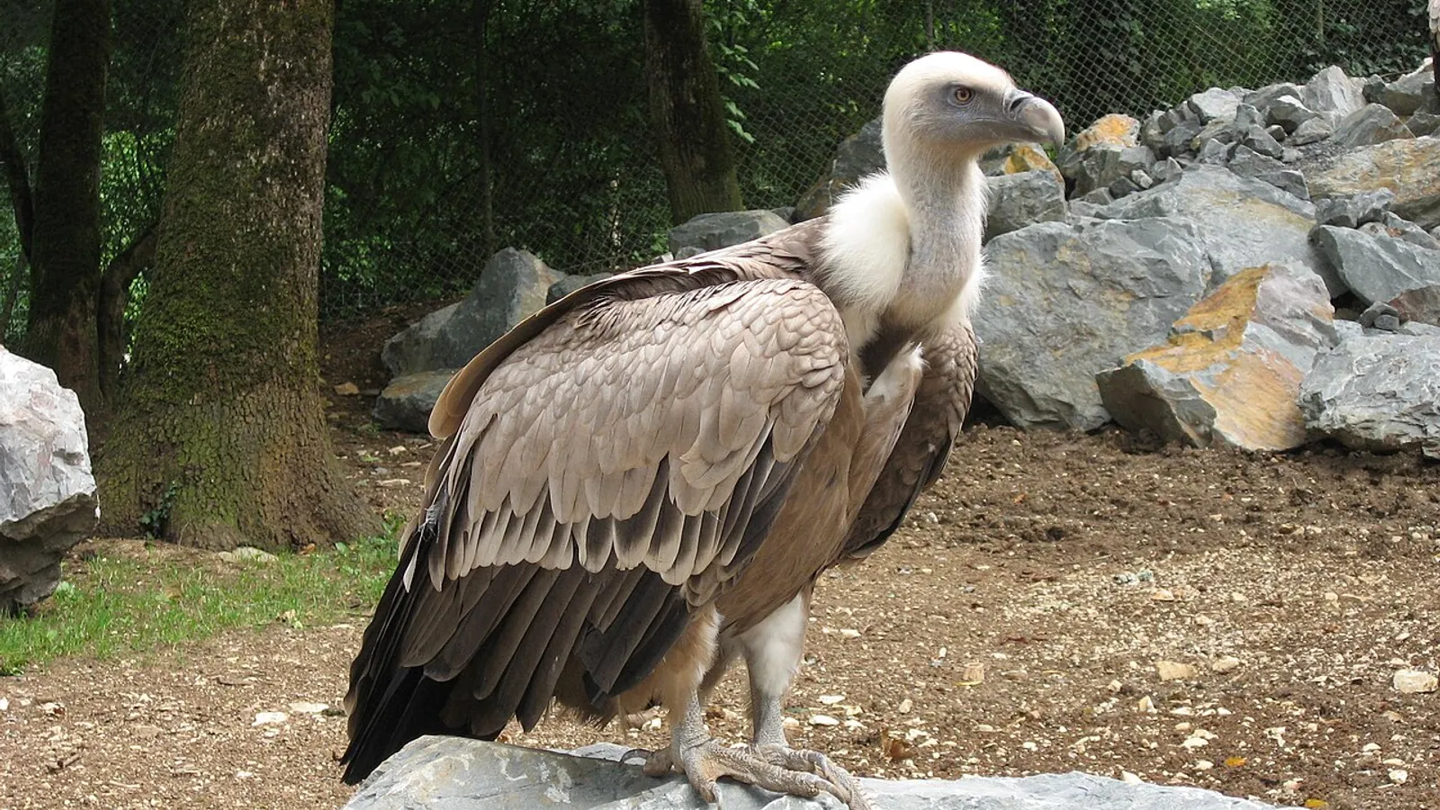 Eurasian griffon vulture (Gyps fulvus)
