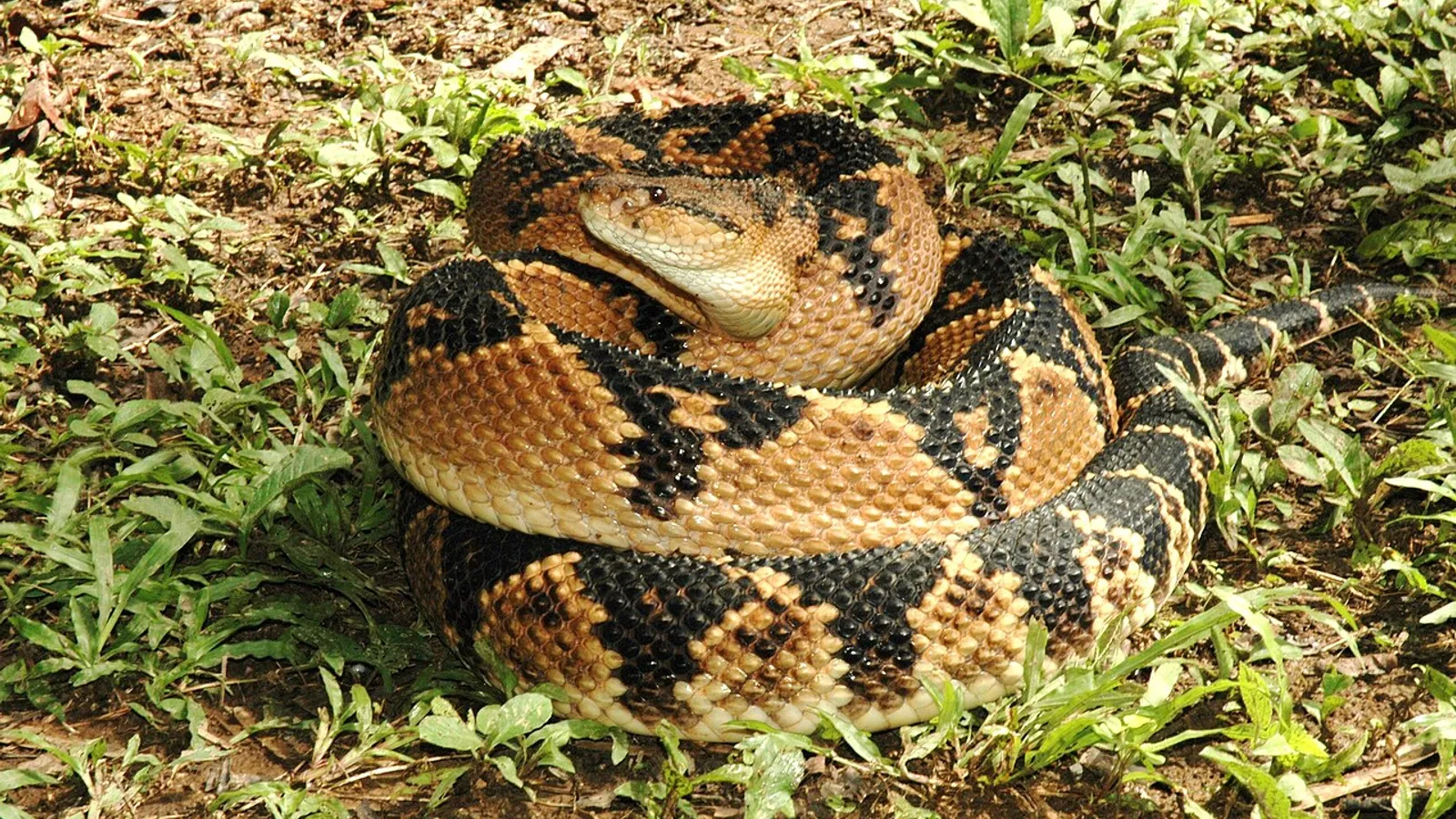 Serpente bushmaster (Lachesis muta)
