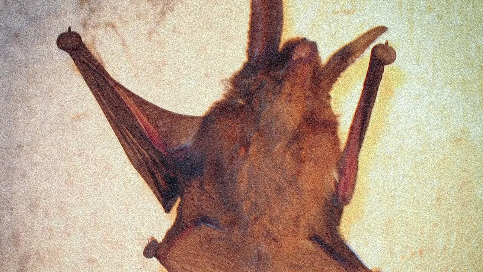 Pipistrello dai piedi a ventosa (Myzopoda aurita)