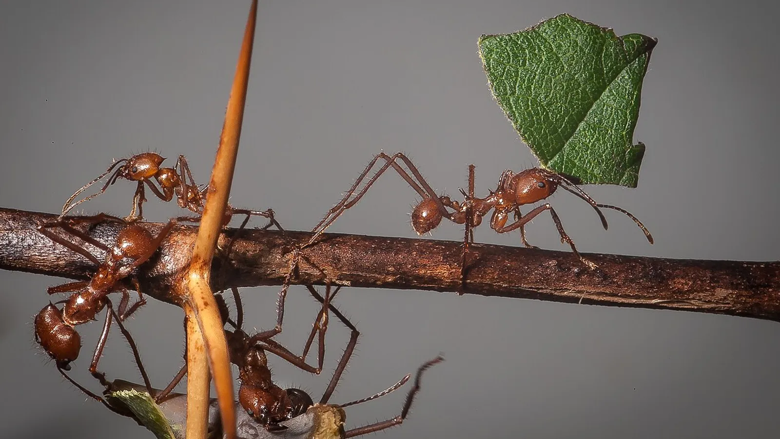 Formica tagliafoglie (Atta cephalotes)
