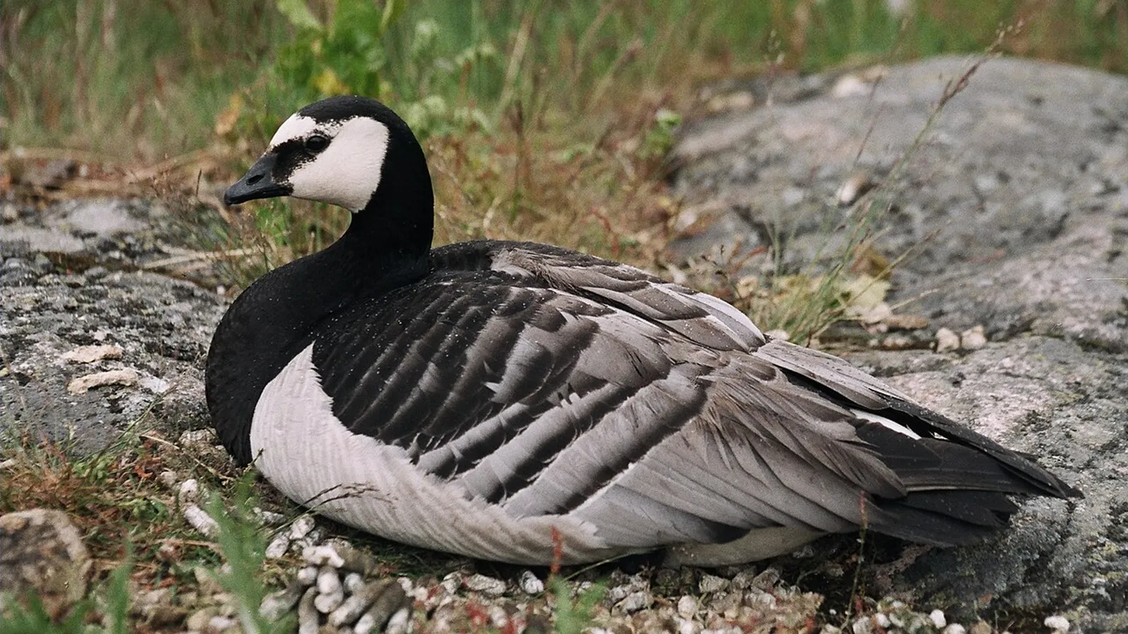 Oca facciabianca (Branta leucopsis)