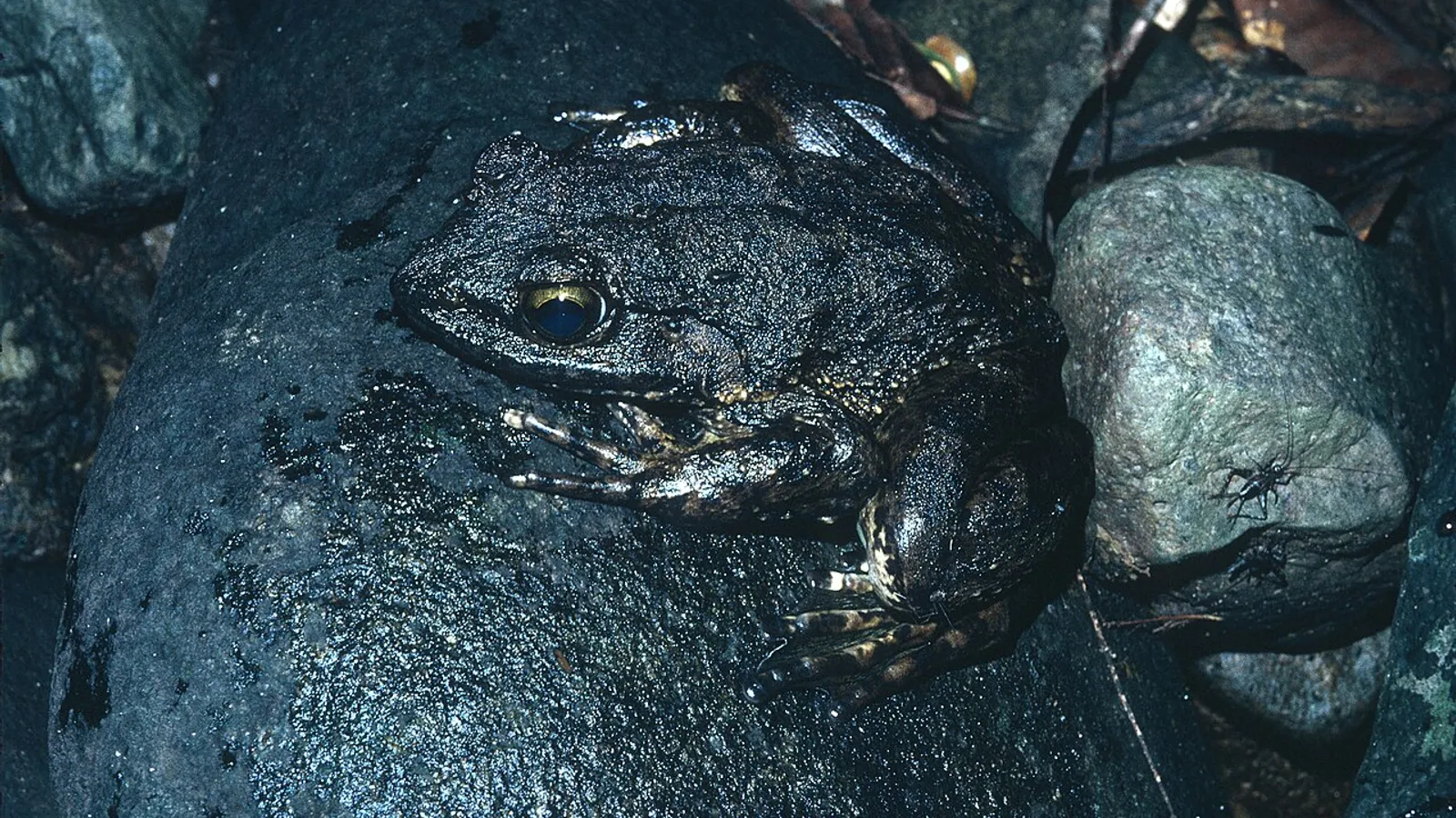 Rana golia (Conraua goliath)