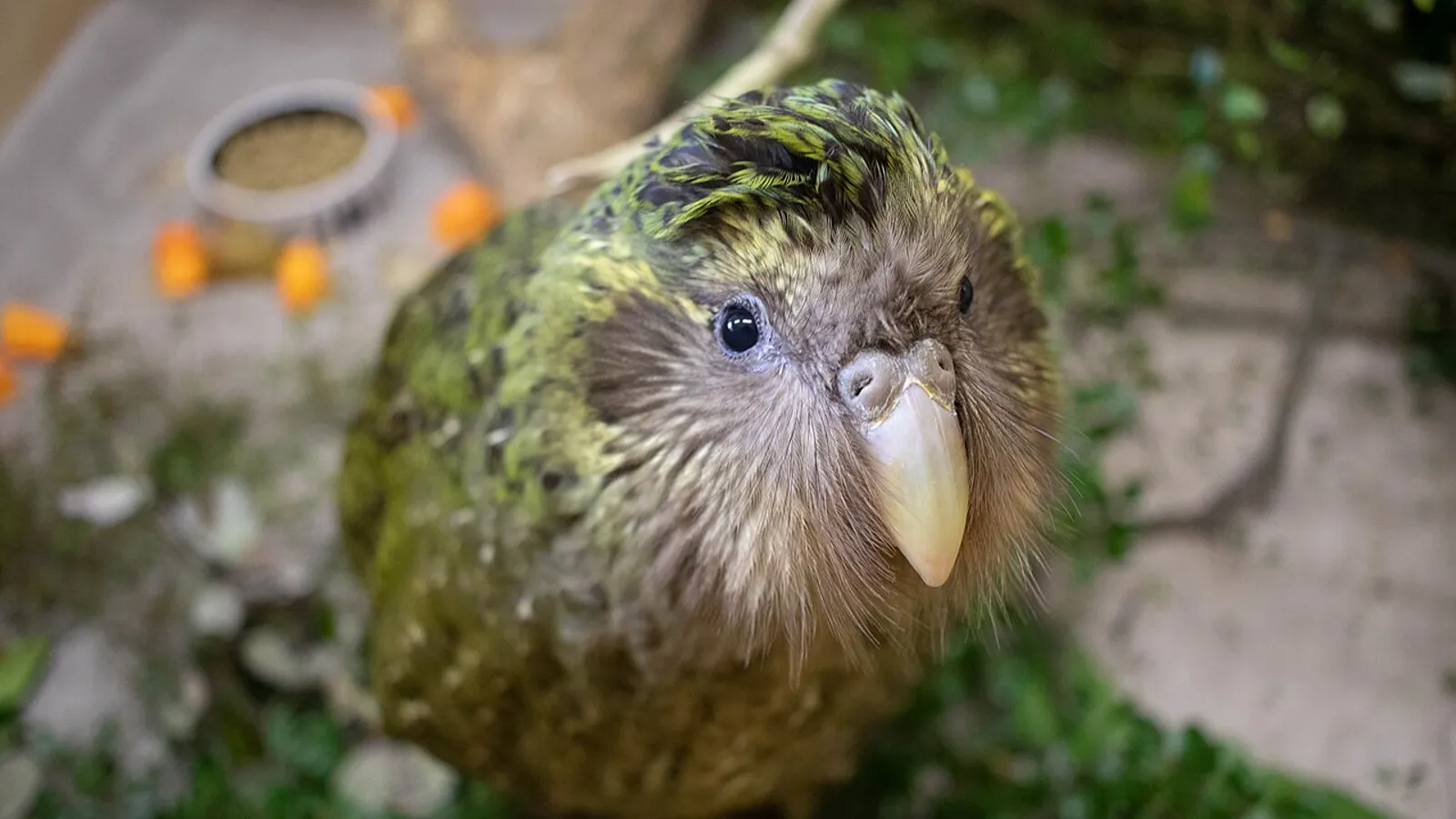 Pappagallo kakapo (Strigops habroptila)
