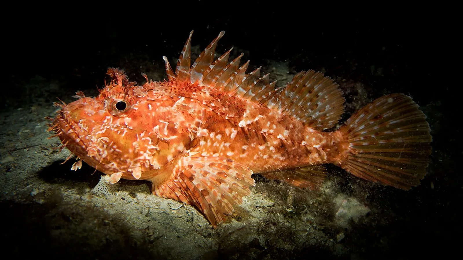 Scorfano rosso (Scorpaena scrofa)