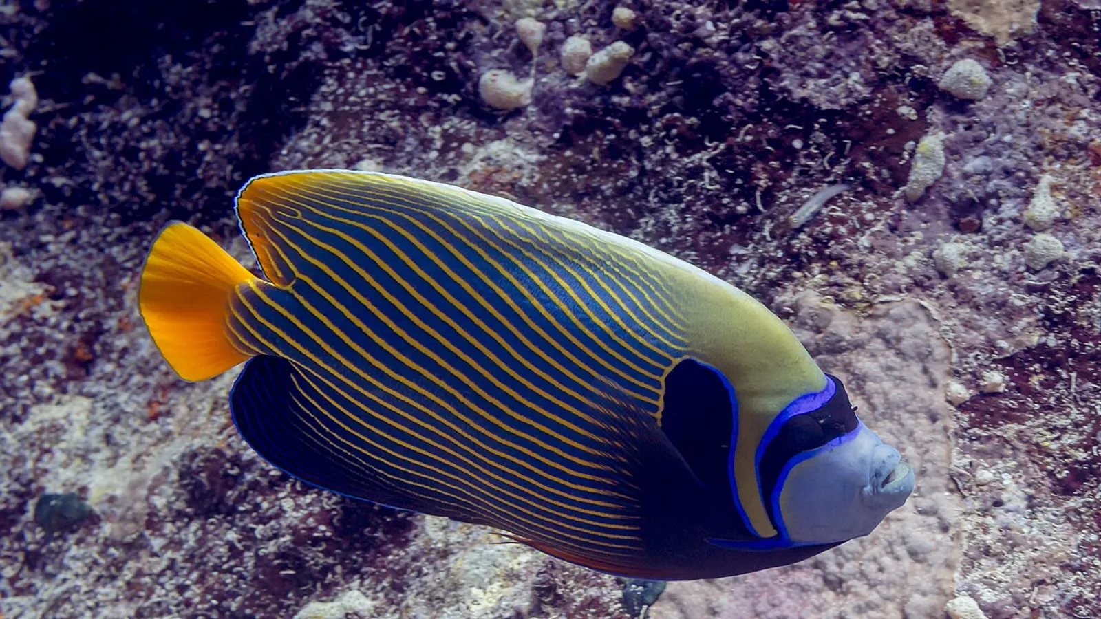 Pesce angelo imperatore (Pomacanthus imperator)