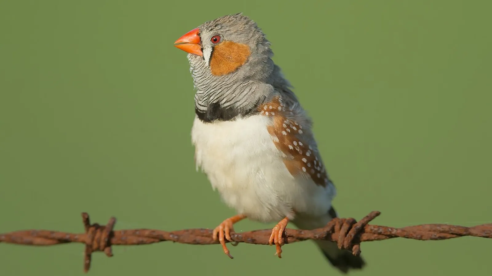 Australian zebra finch (Taeniopygia castanotis)