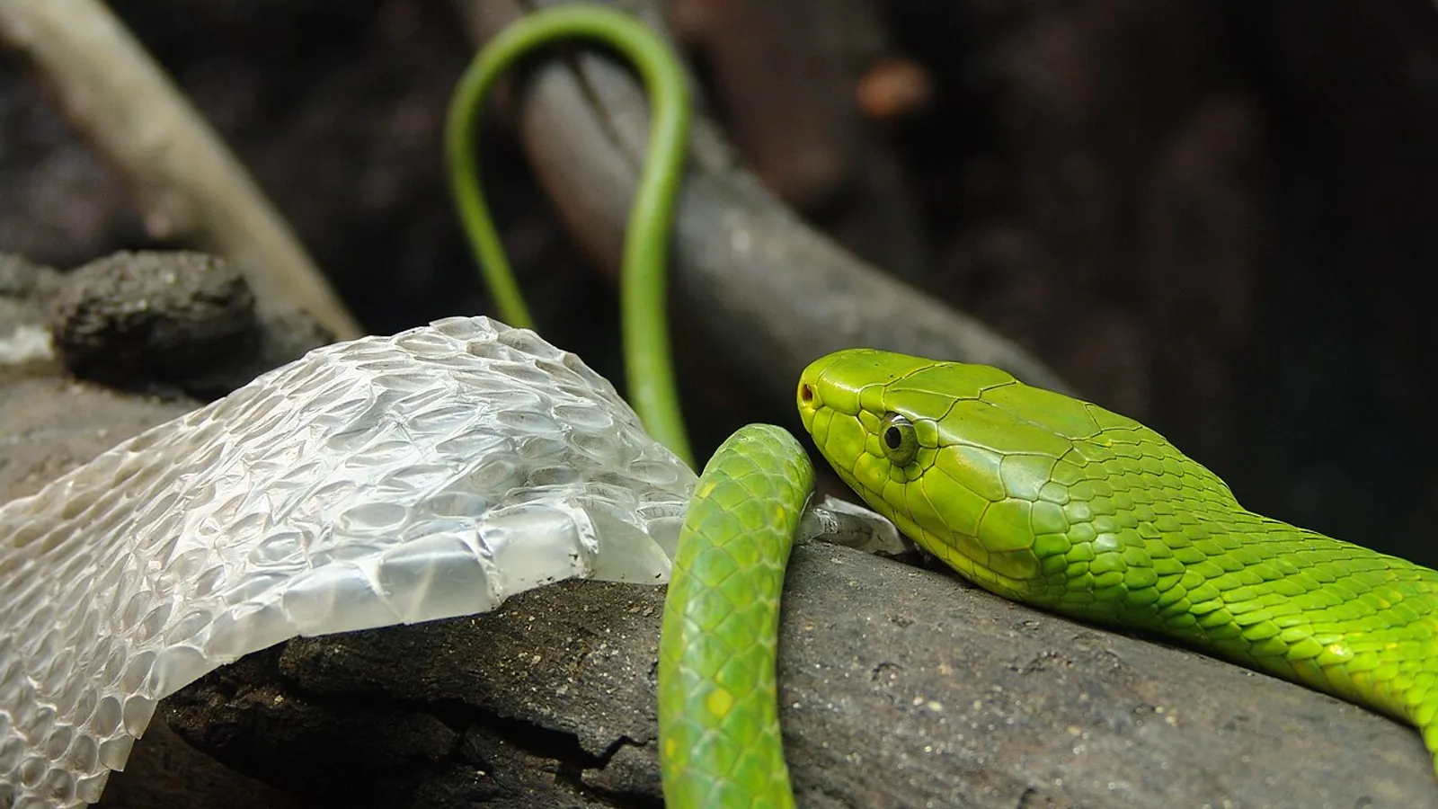 Mamba verde orientale (Dendroaspis angusticeps)