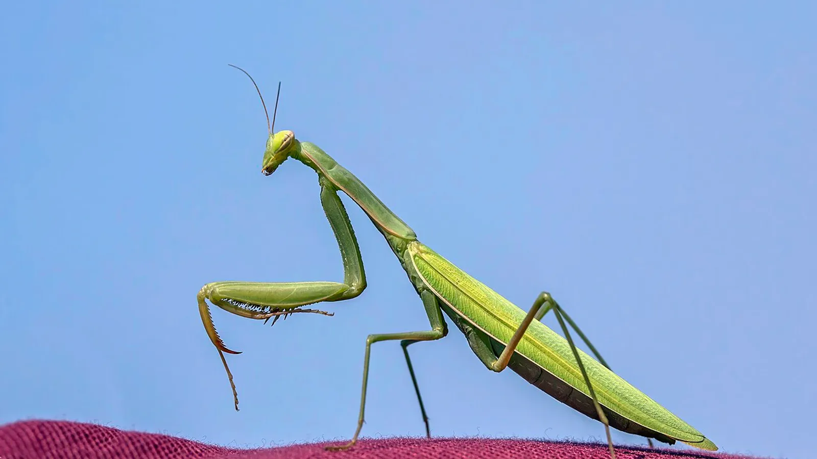 European mantis (Mantis religiosa)