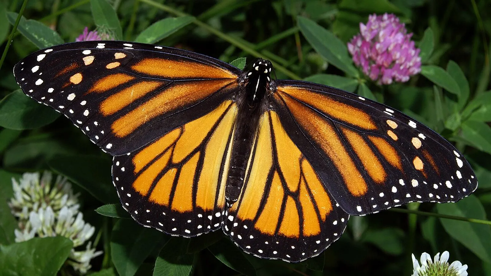 Farfalla monarca (Danaus plexippus)