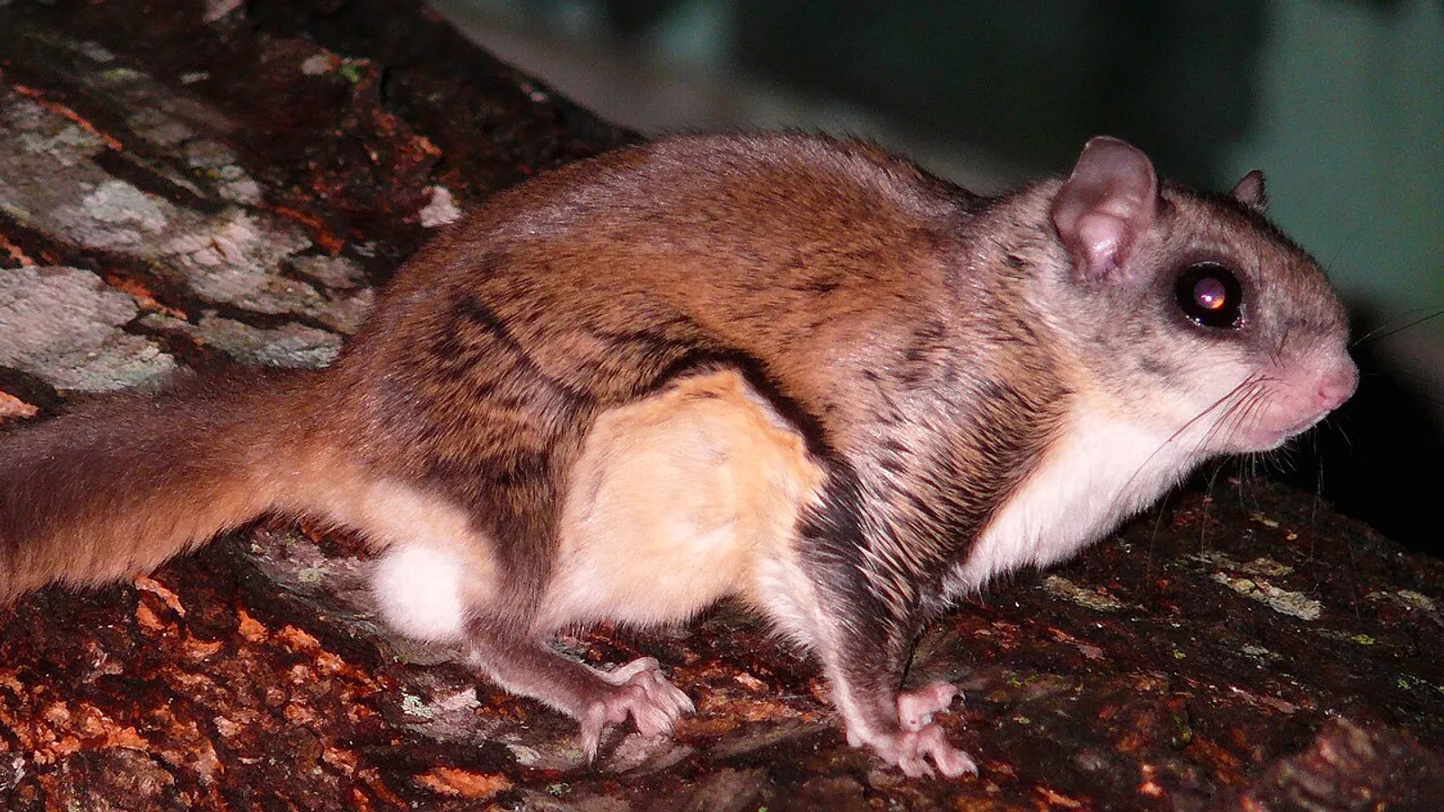 Southern flying squirrel (Glaucomys volans)