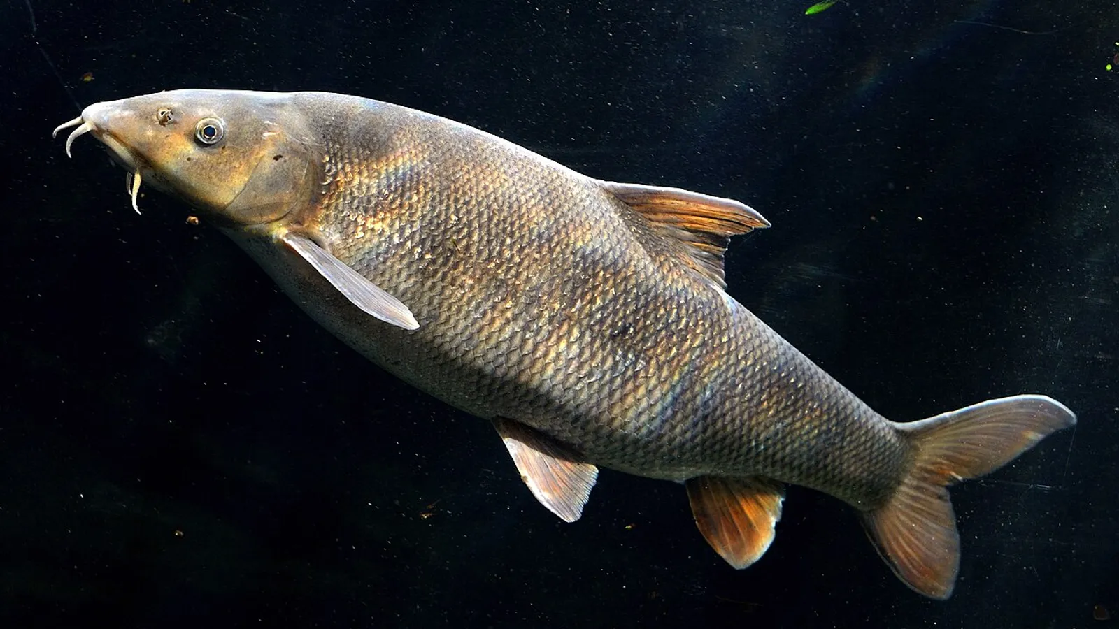 Barbo comune (Barbus barbus)
