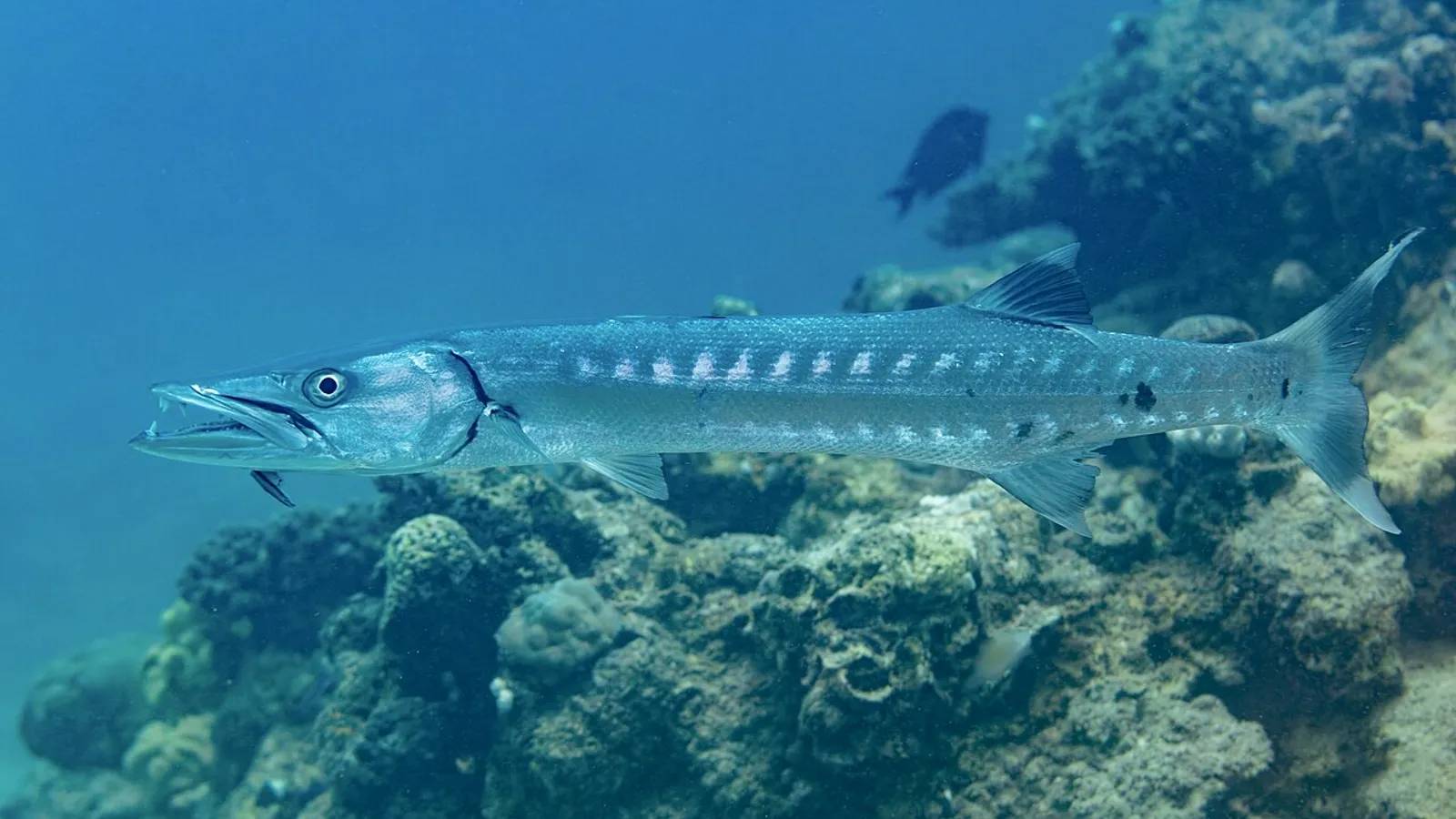 Barracuda maggiore (Sphyraena barracuda)