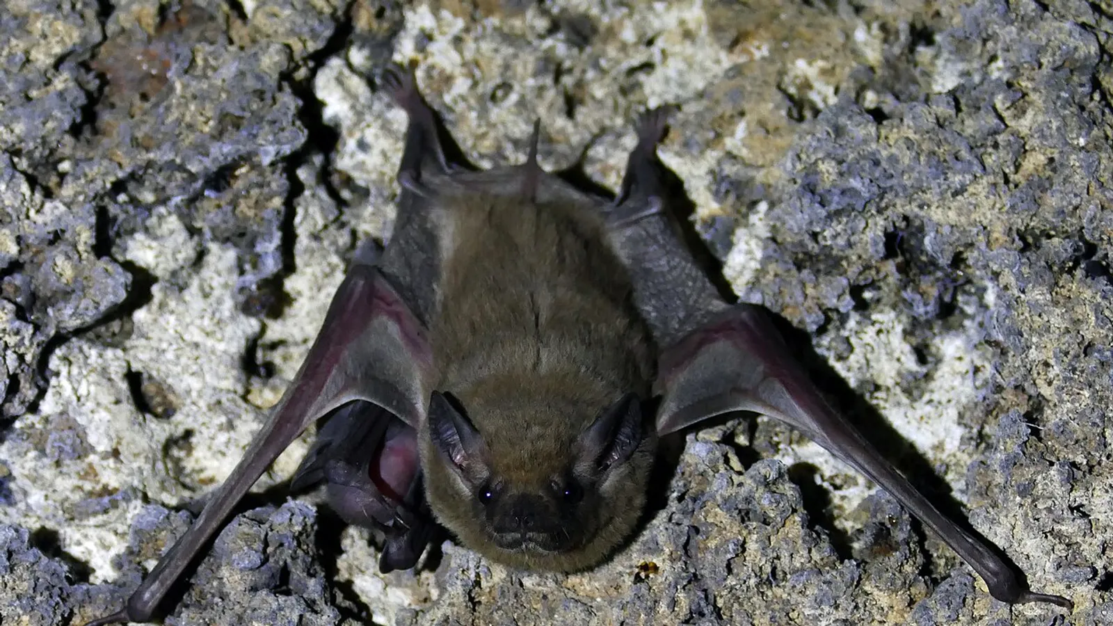 African sheath-tailed bat (Coleura afra)