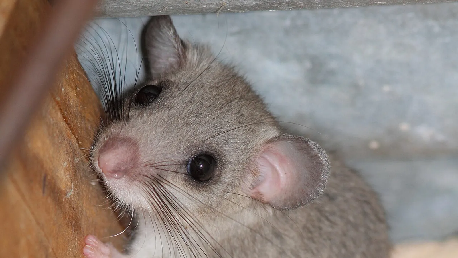 Ghiro (Glis glis)