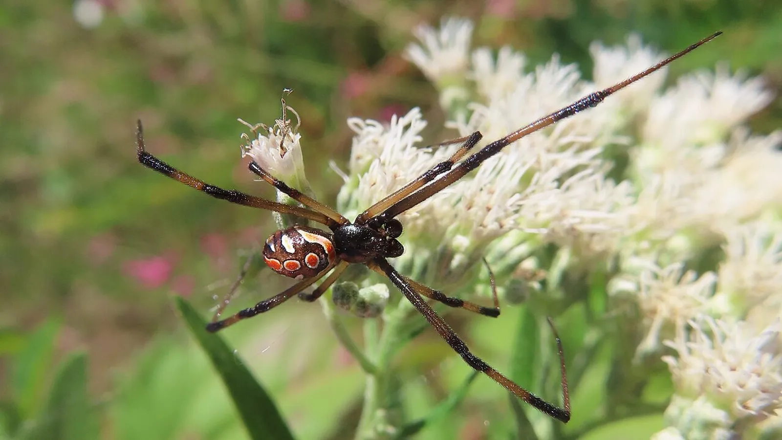 Vedova nera americana (Latrodectus mactans)